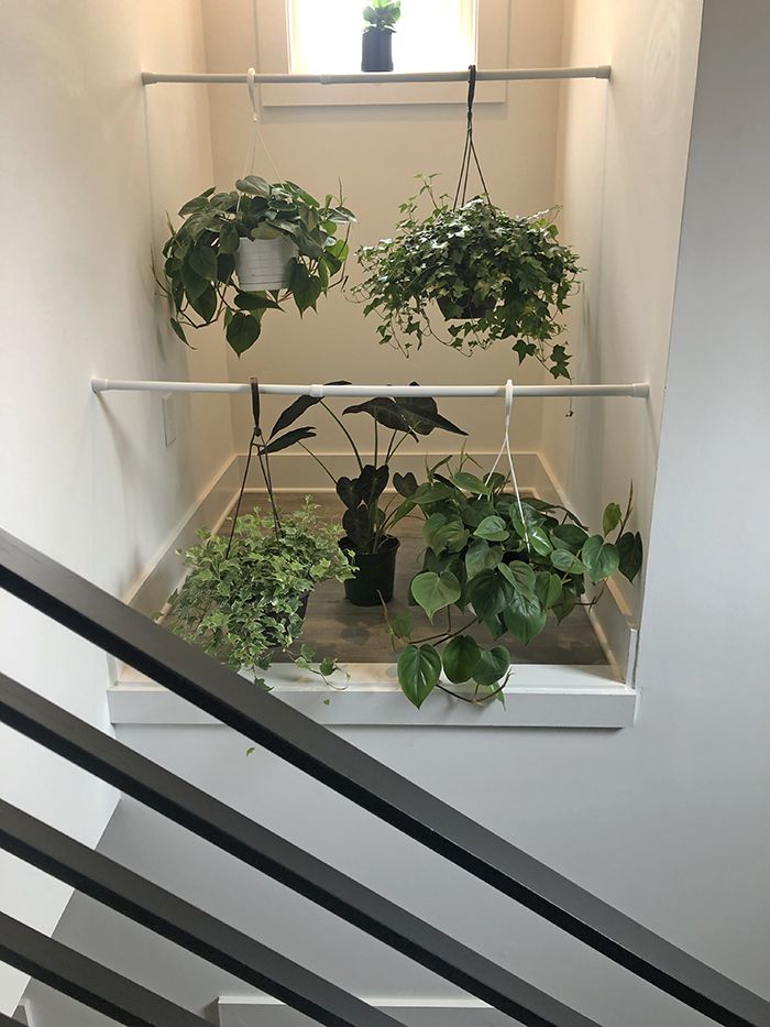 Corri Smith Home Tour plants