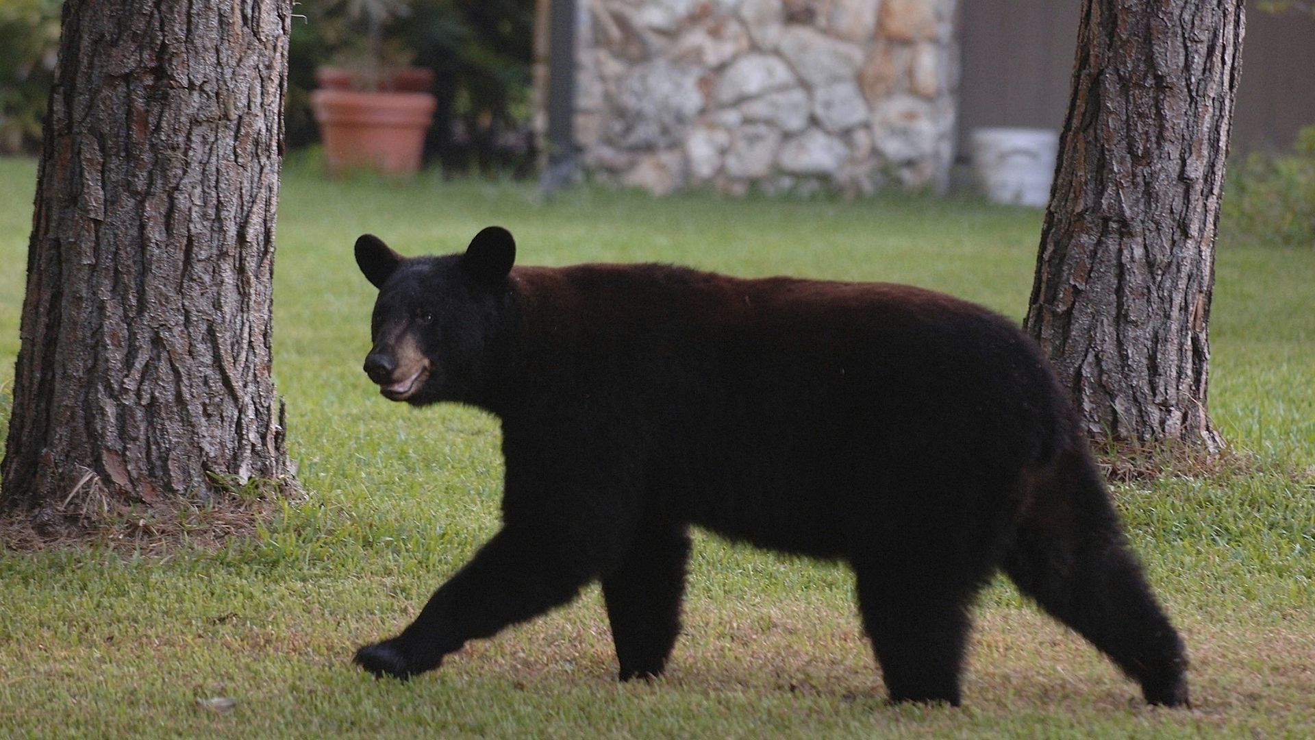 In a file image, a black bear walks between two homes at the Springs Community off SR 434 in Longwood, Florida. Hundreds took part this week in a meeting about another possible hunt proved it remains a divisive issue. (Red Huber/Orlando Sentinel/Tribune News Service via Getty Images)