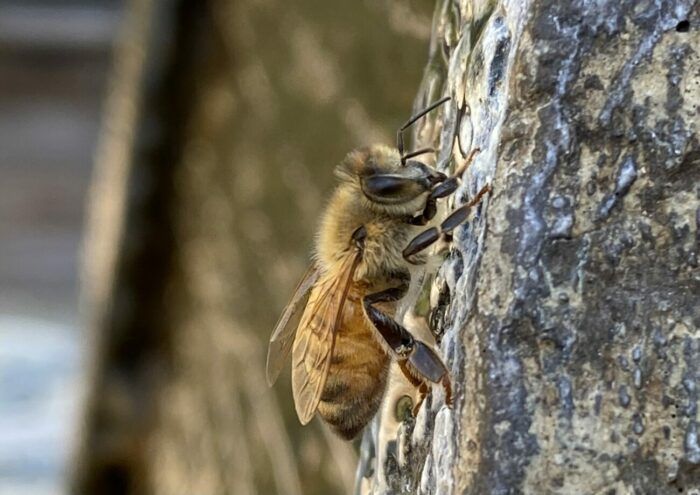 Bee at Cloister Honey
