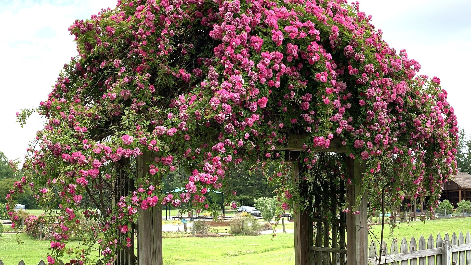 Wooden garden arch covered with abundant bright pink flowers and green leaves, set in a grassy park with a wooden fence and distant trees under a cloudy sky.