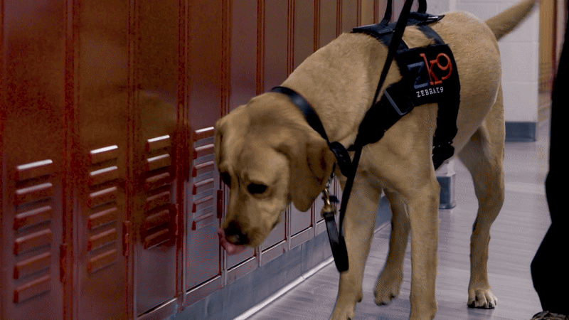 A labrador retriever sniffs by lockers and finds one, then sits obediently.
