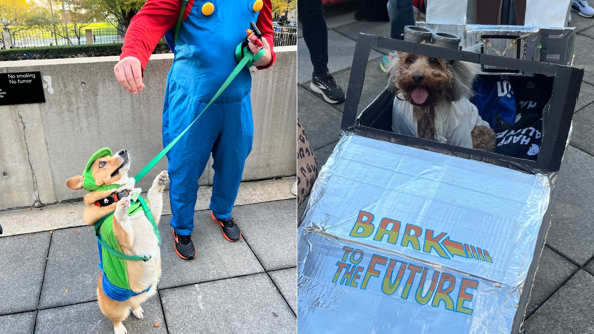 Two-panel image: left shows a corgi in a green costume on a leash looking up at a person in blue overalls near a "No smoking / No fumar" sign; right shows a small dog in a white coat inside a taped cardboard "Bark to the Future" prop.
