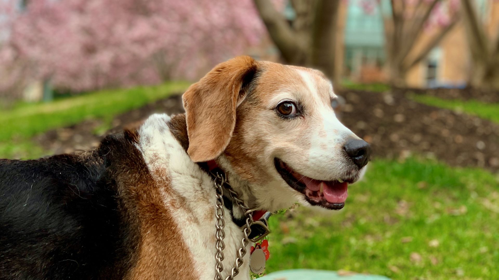 A beagle looks at the camera.