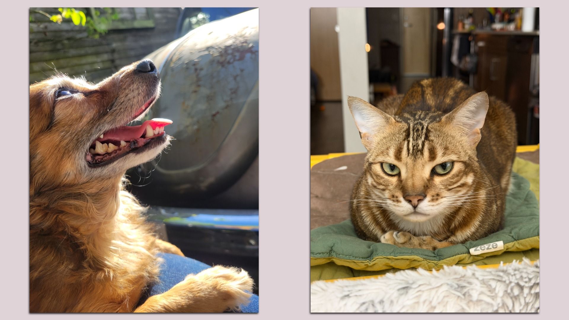 Two-panel image: left shows a brown dog with open mouth and pink tongue gazing up at an object; right shows a striped cat lying on a green quilt indoors, looking at the camera.