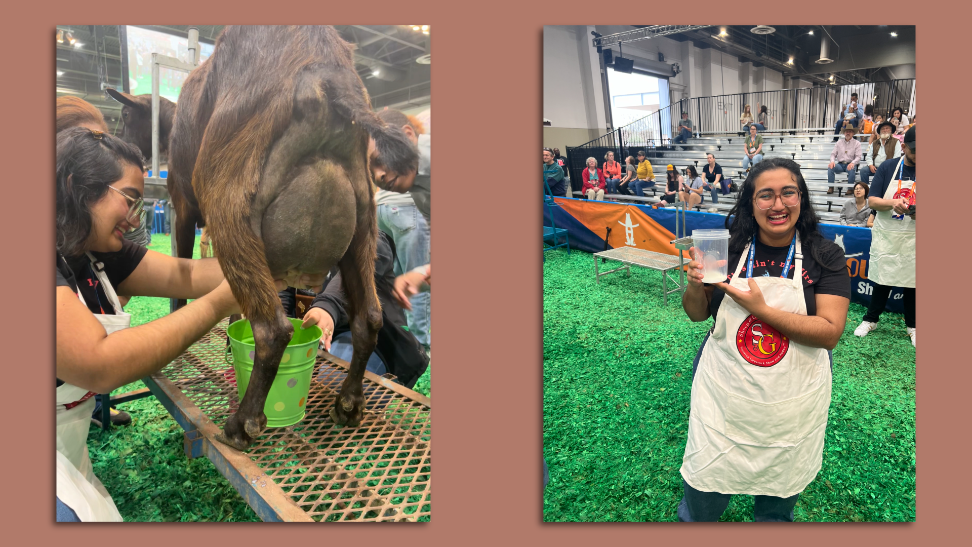 Two photos: the one on the left is of a goat being milked and the one on the right is of a woman holding a container with some milk. 