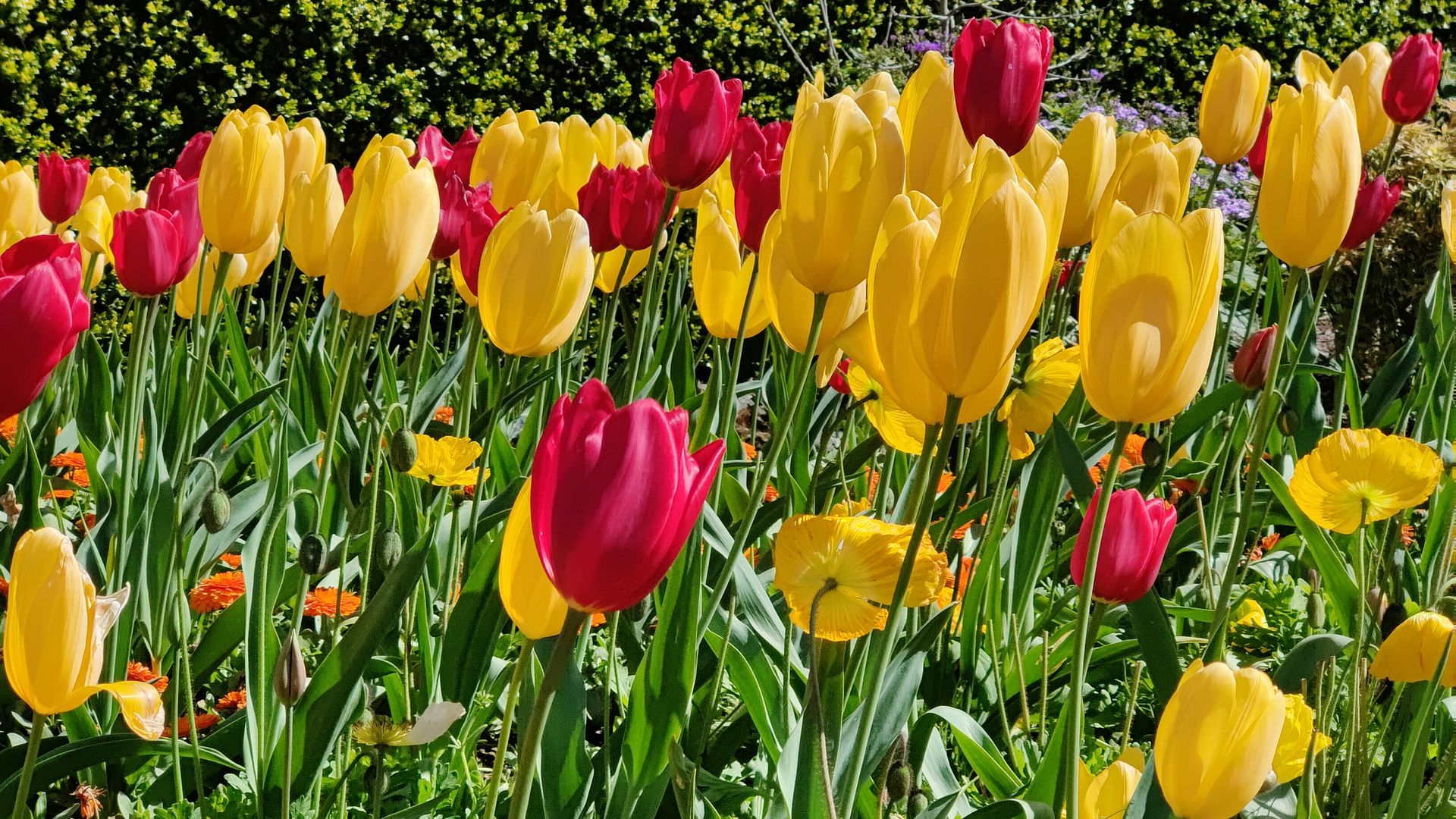 An image of yellow and red tulips in San Francisco's Golden Gate Park