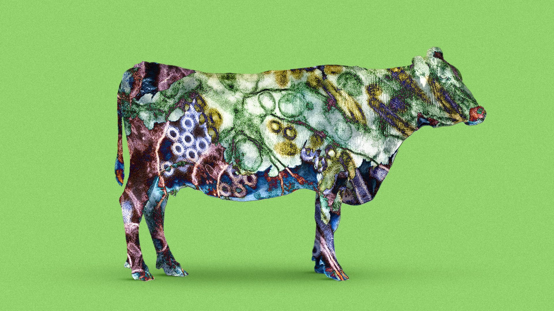 Illustration of a silhouetted cow with an influenza virus pattern overlaid 