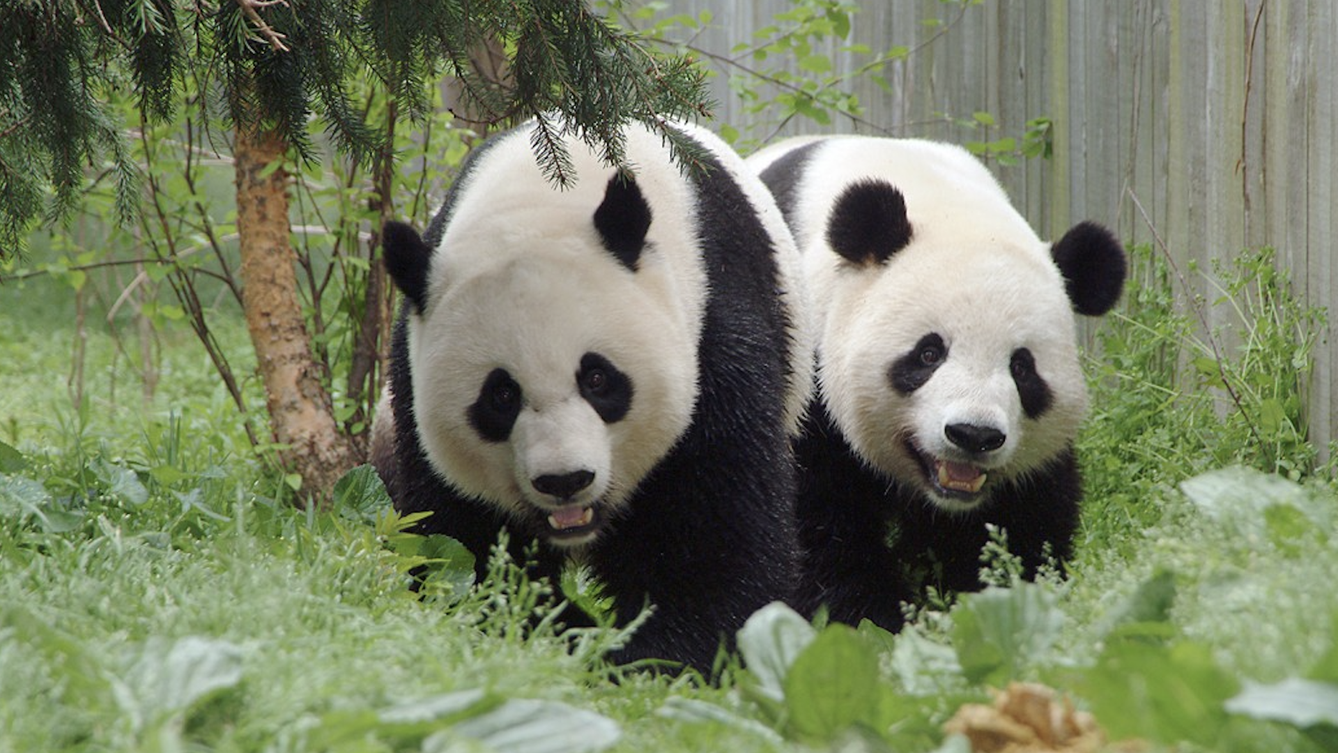 Giant pandas Mei Xiang and Tian Tian.