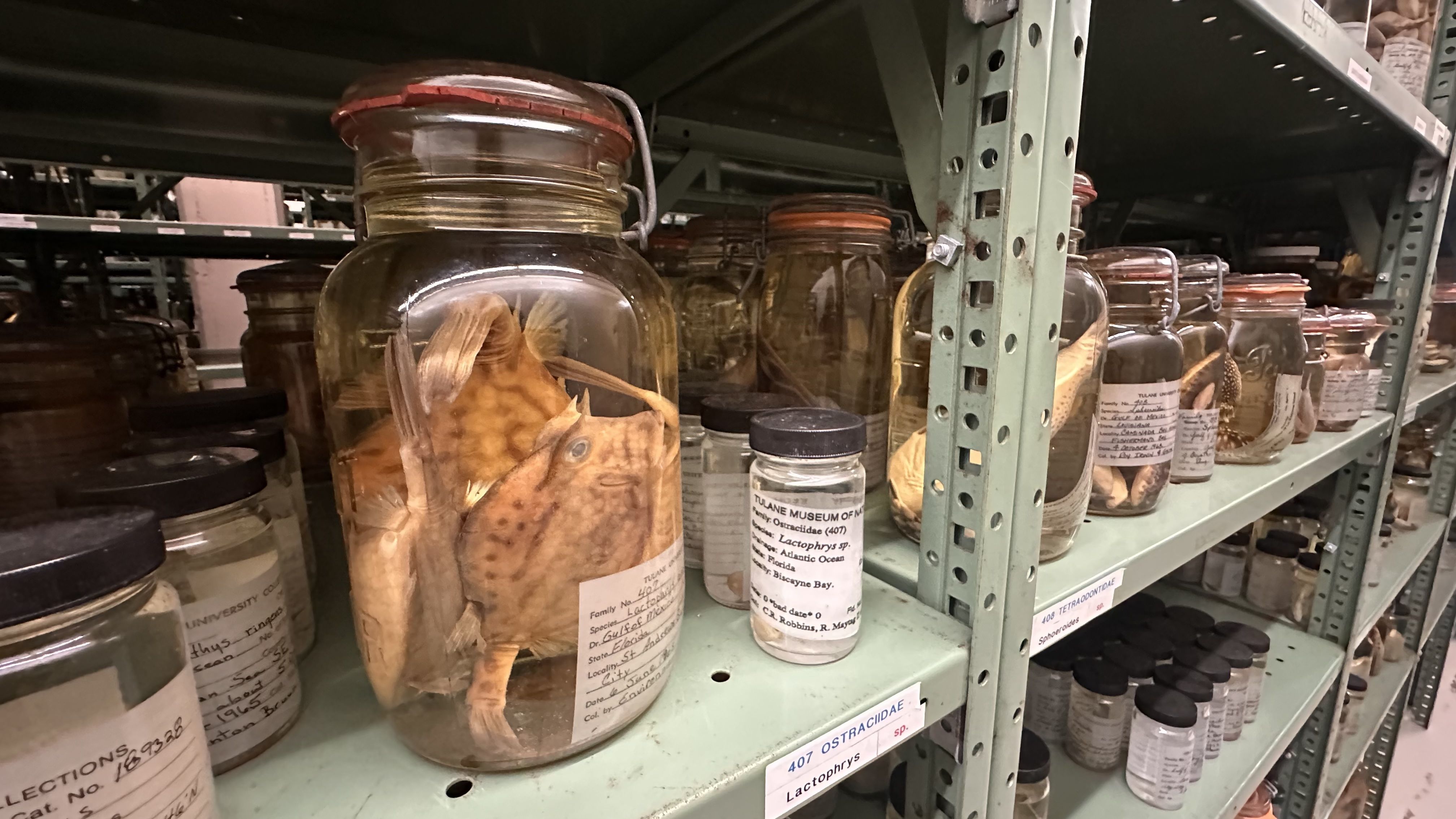 Shelves in a museum containing various glass jars with preserved fish specimens, including a yellow-brown spotted fish in a large jar labeled with scientific notes.