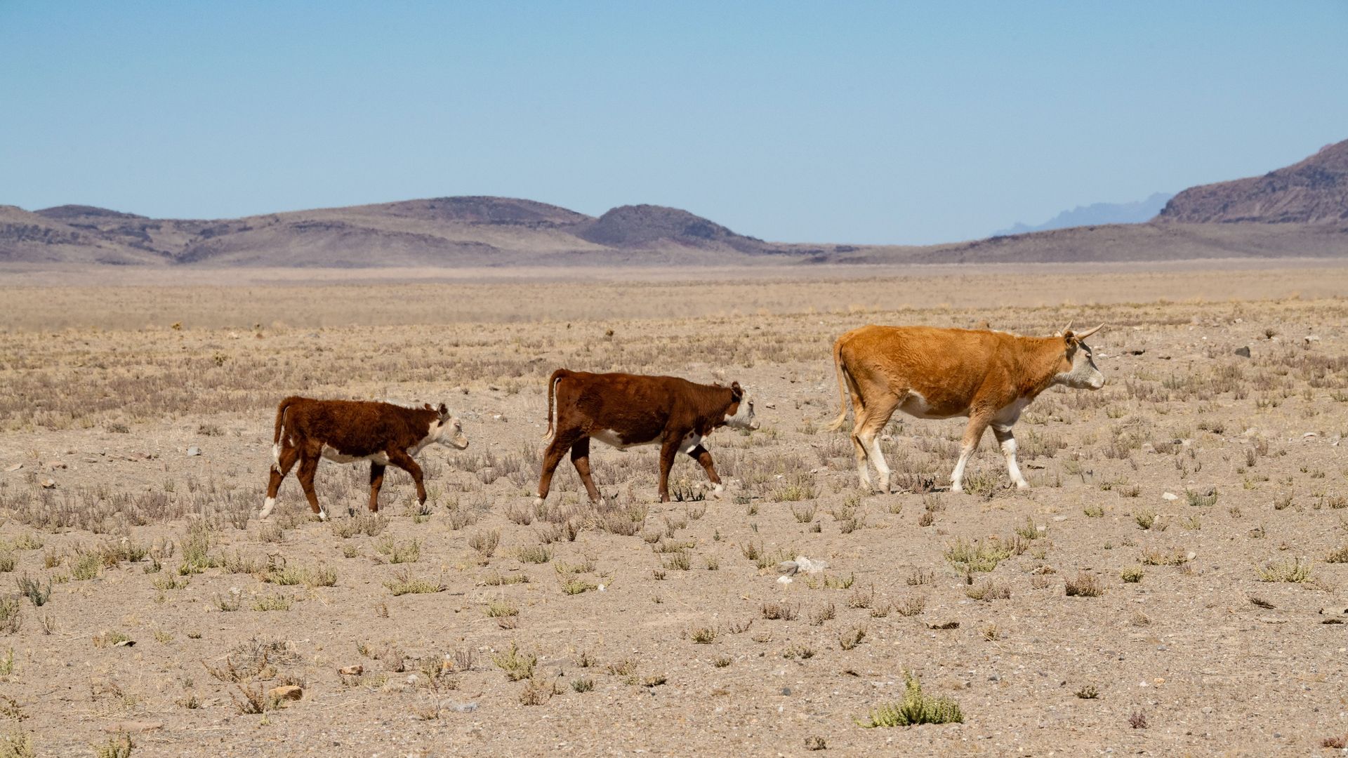 Cattle in Railroad Valley, Nevada