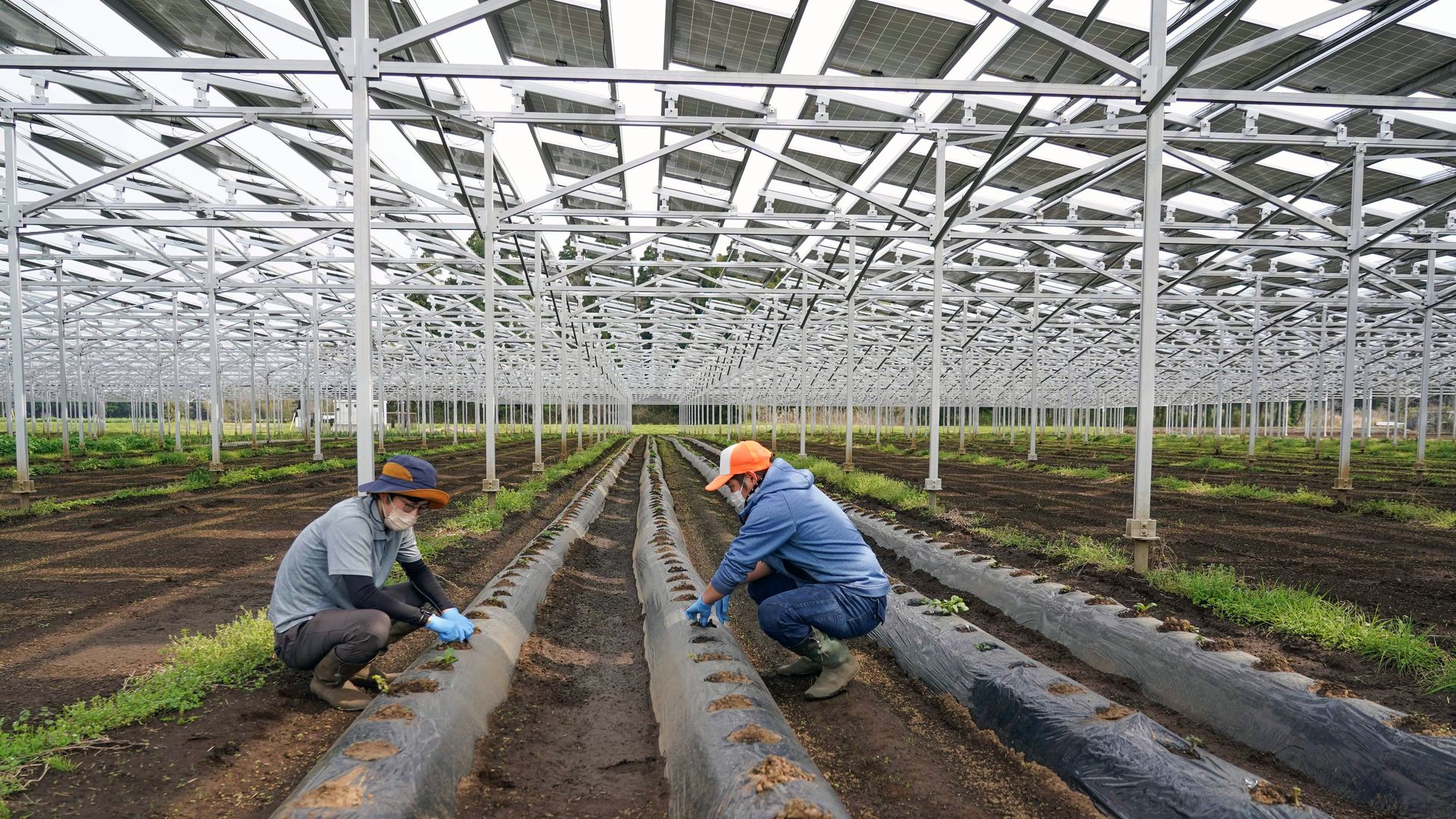 A photo of a  dual-use agrivoltaic farm