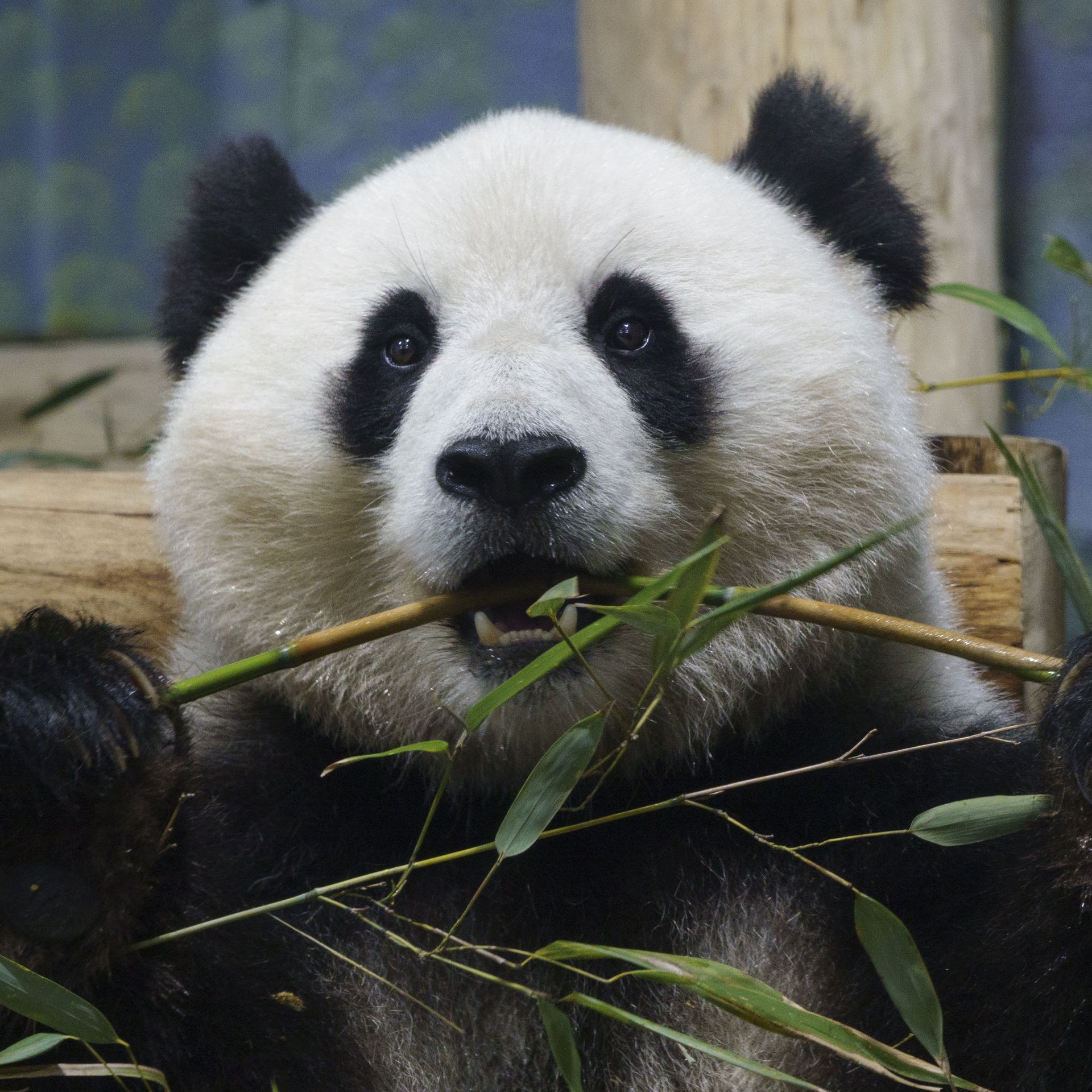 When will giant pandas come to Philadelphia? Ask Axios - Axios
