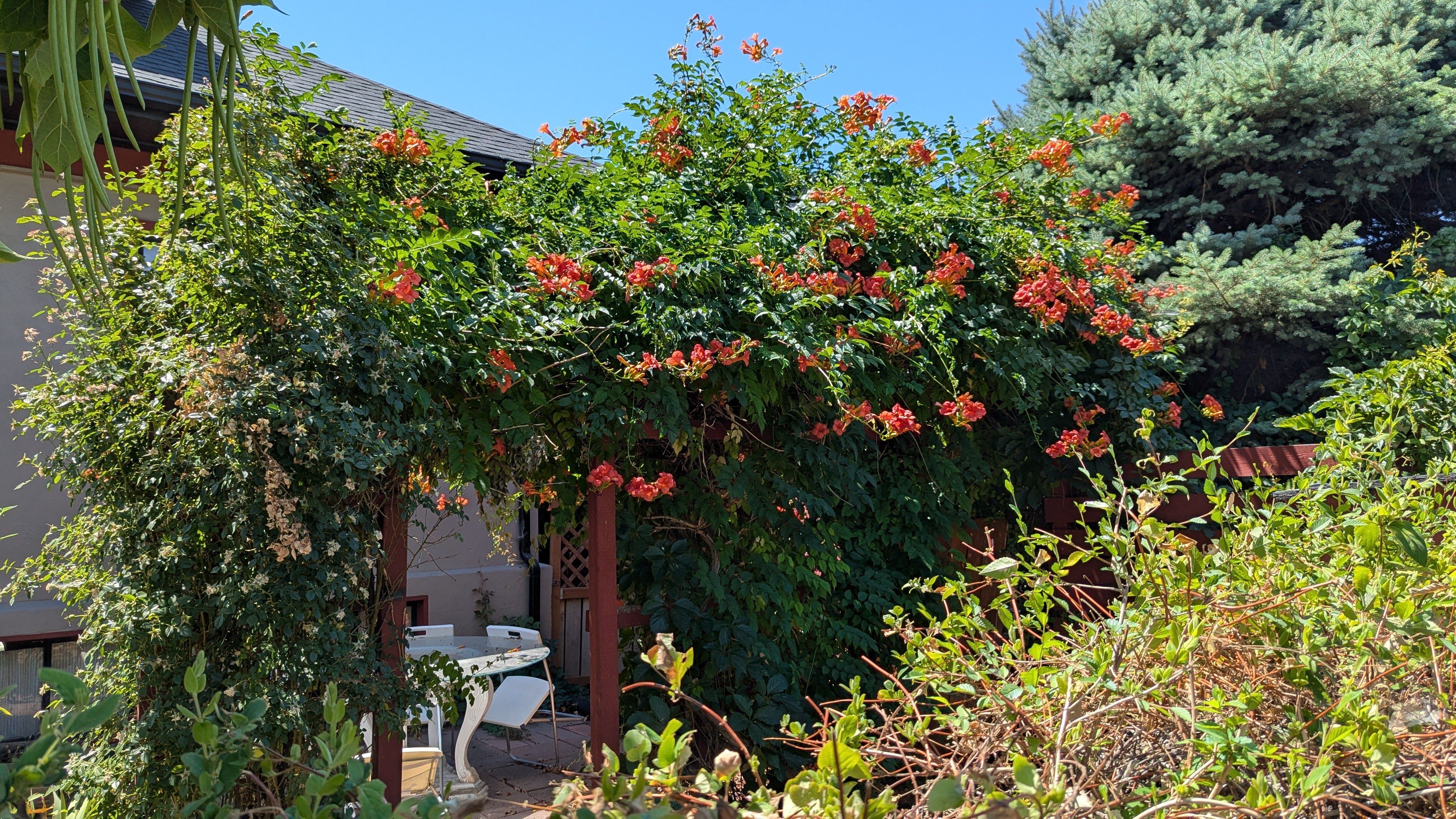 Outdoor garden with lush green vines and orange trumpet-shaped flowers climbing over a wooden pergola, with a white metal table and chairs underneath on a sunny day.