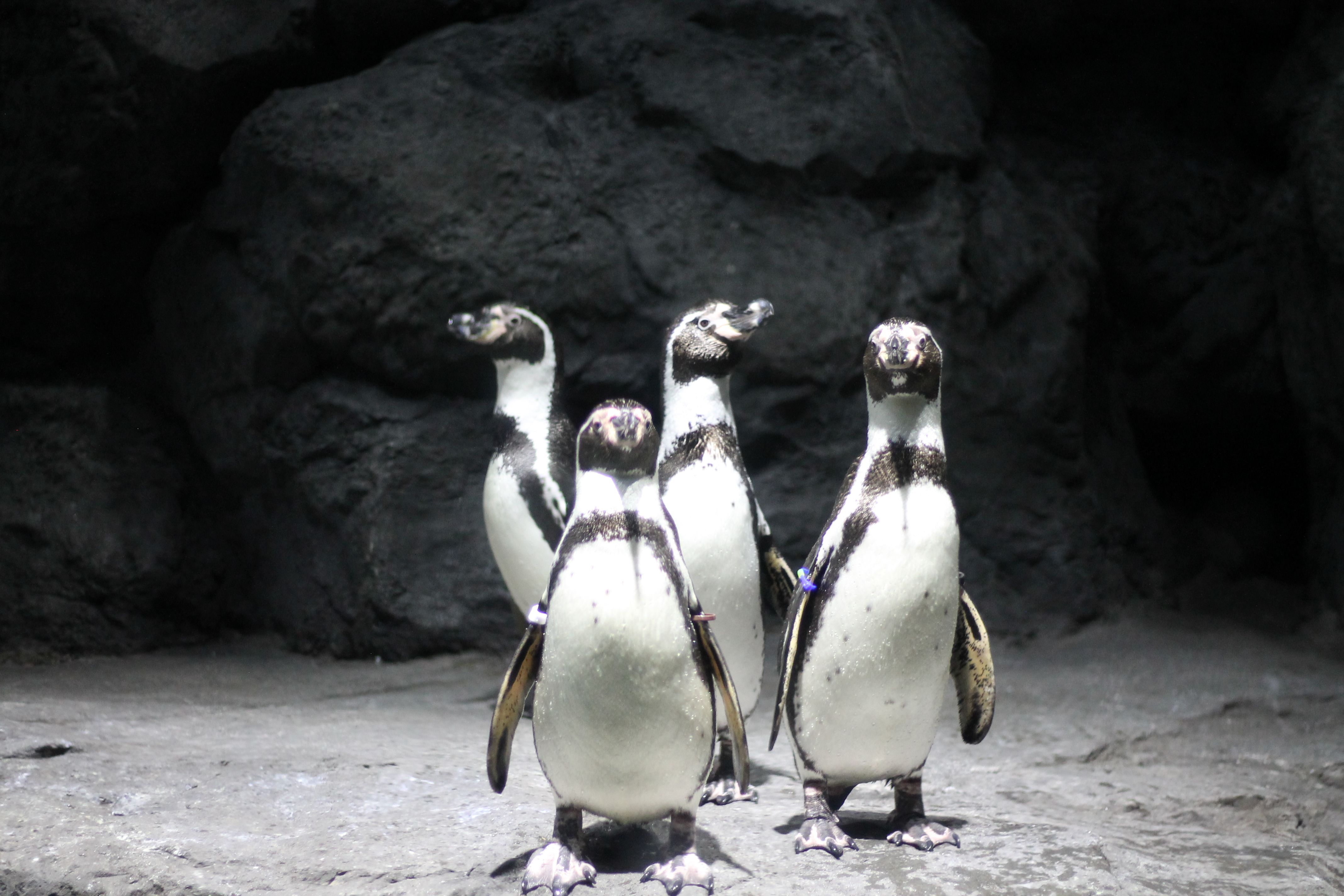 Photo of a group of penguins. 
