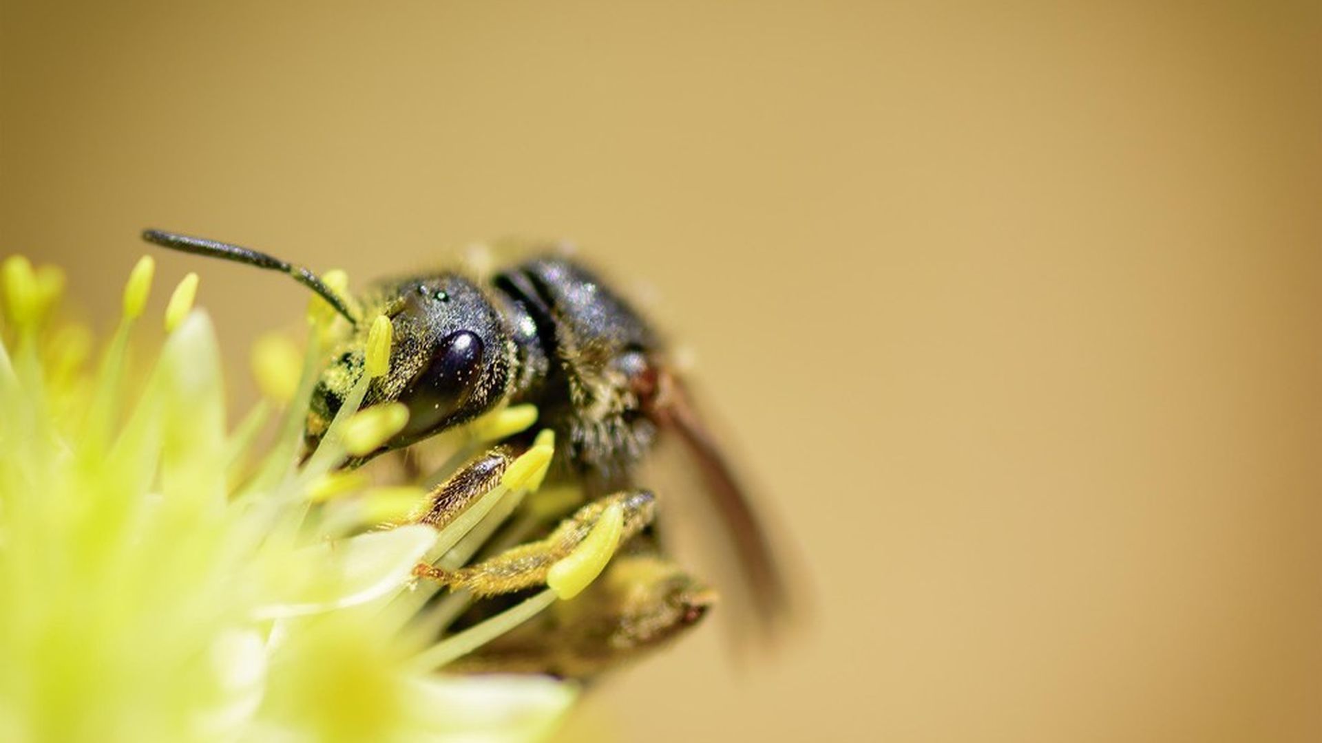 It S Official A Commonly Used Pesticide Can Harm Bees