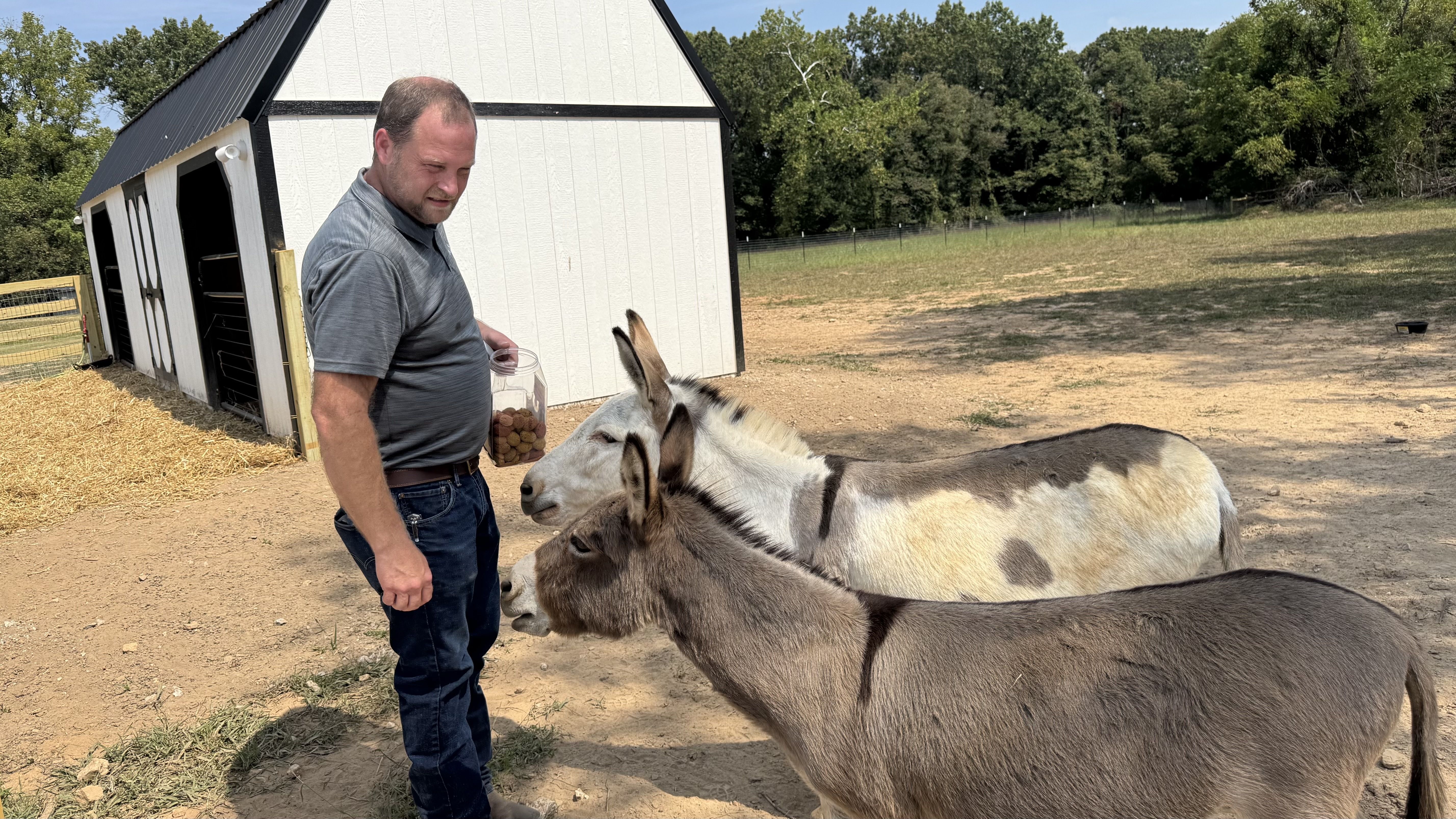 Man in gray shirt and blue jeans feeding two donkeys, one gray and the other white with spots, near a white barn on a sunny day with trees in the background.