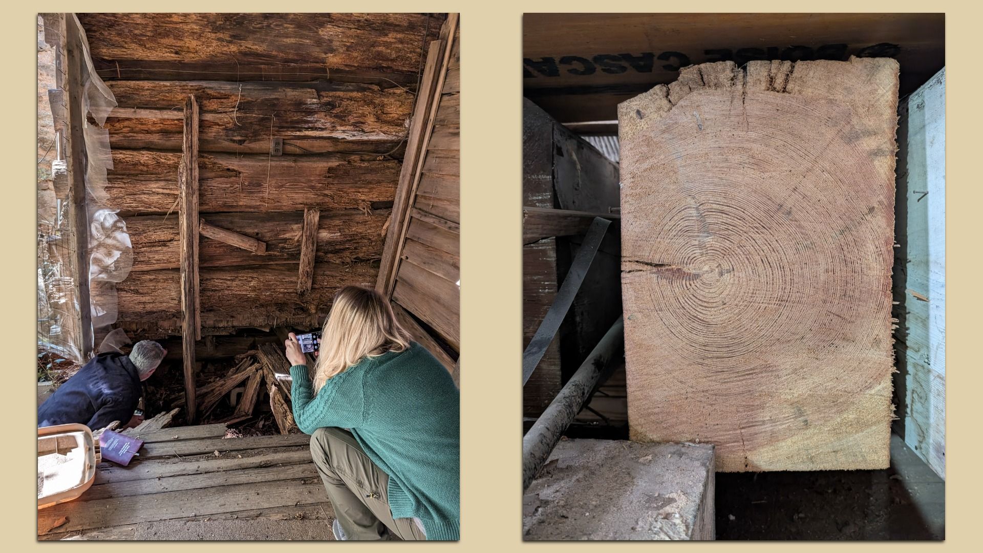 A featured image generator showing two students on the left taking photos of the interior of a wooden structure. On the right shows a photo of timber cross section featuring tree rings that can used for dating.