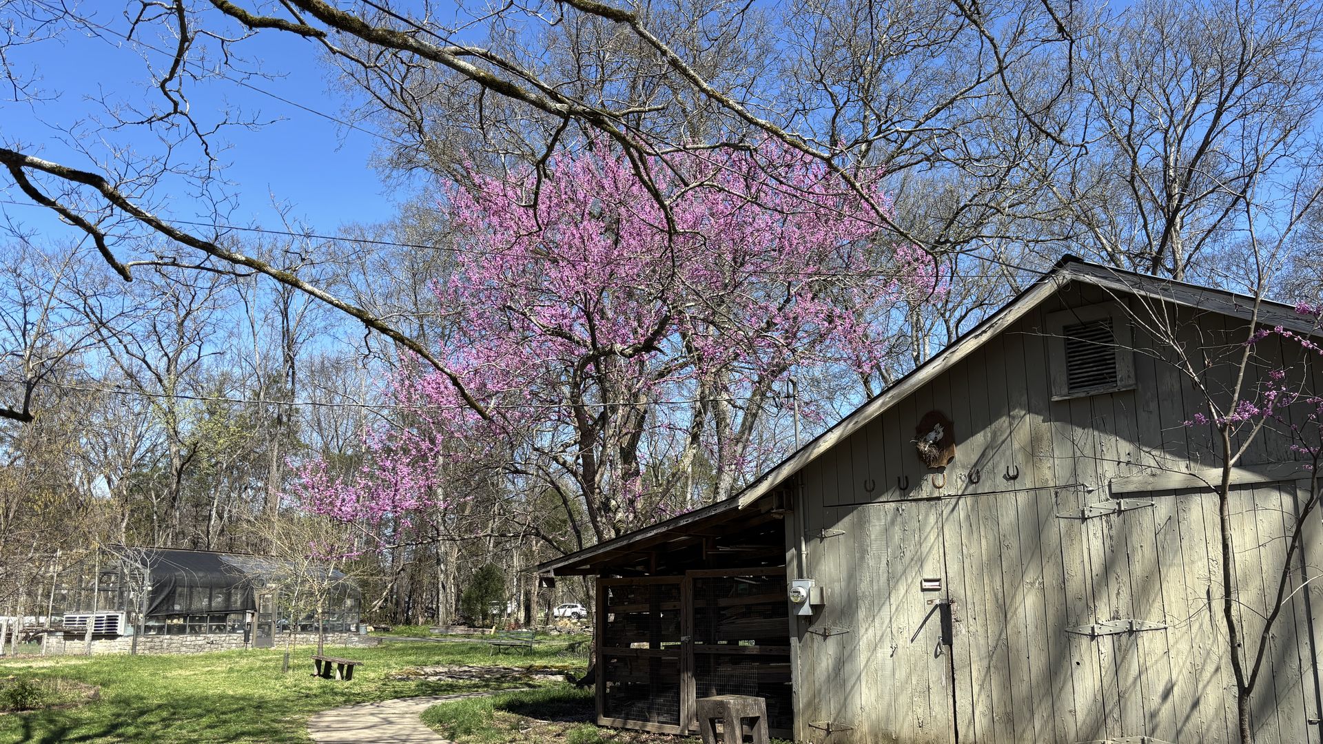 A redbud tree stands tall over the barn at Warner Park.