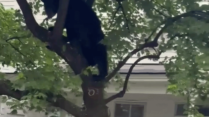 a gif of a bear in a tree