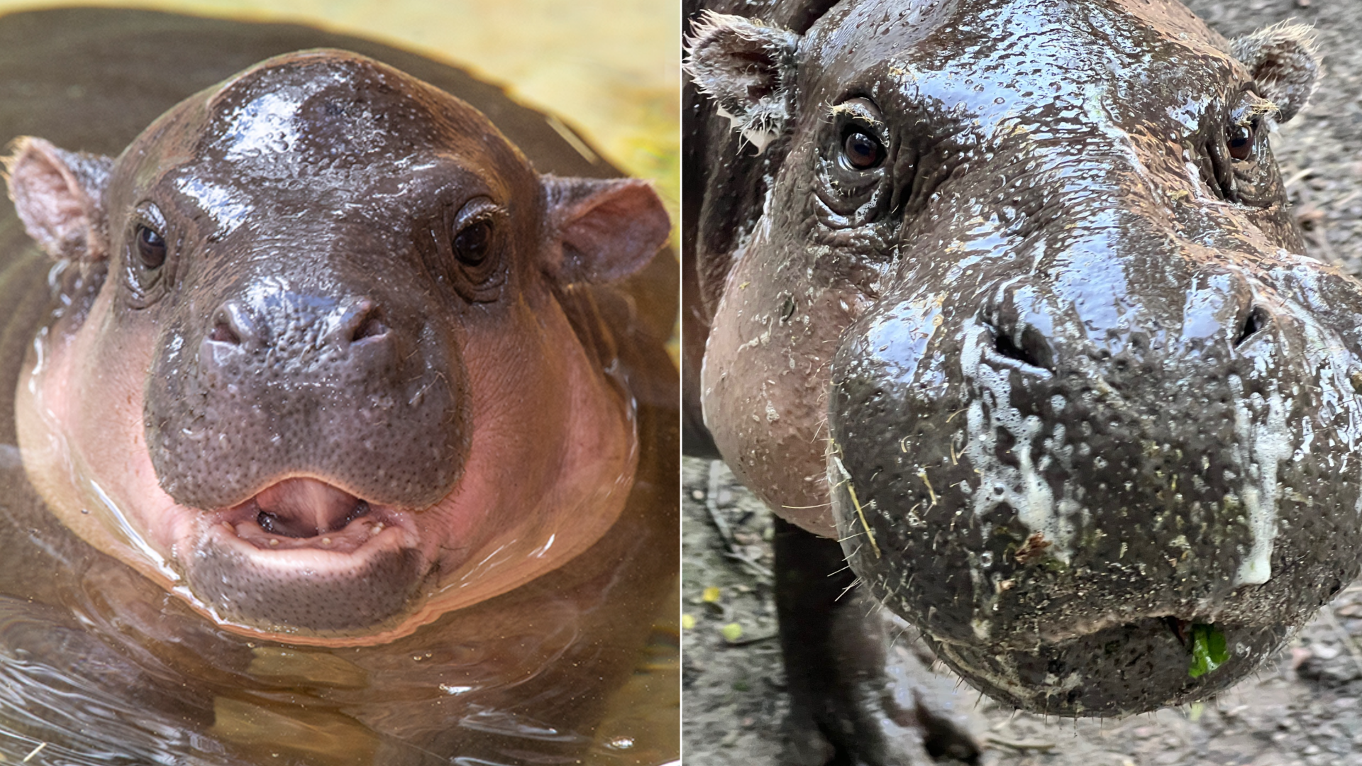 Aubergine the pygmy hippo at Zoo Miami