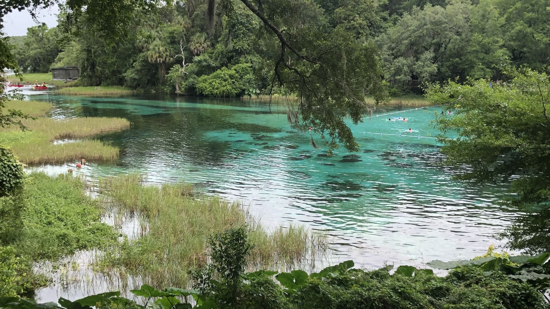 Turquoise river framed by lush green trees; several swimmers in clear water, grassy banks, and overhanging tree branches in a tranquil forest setting.