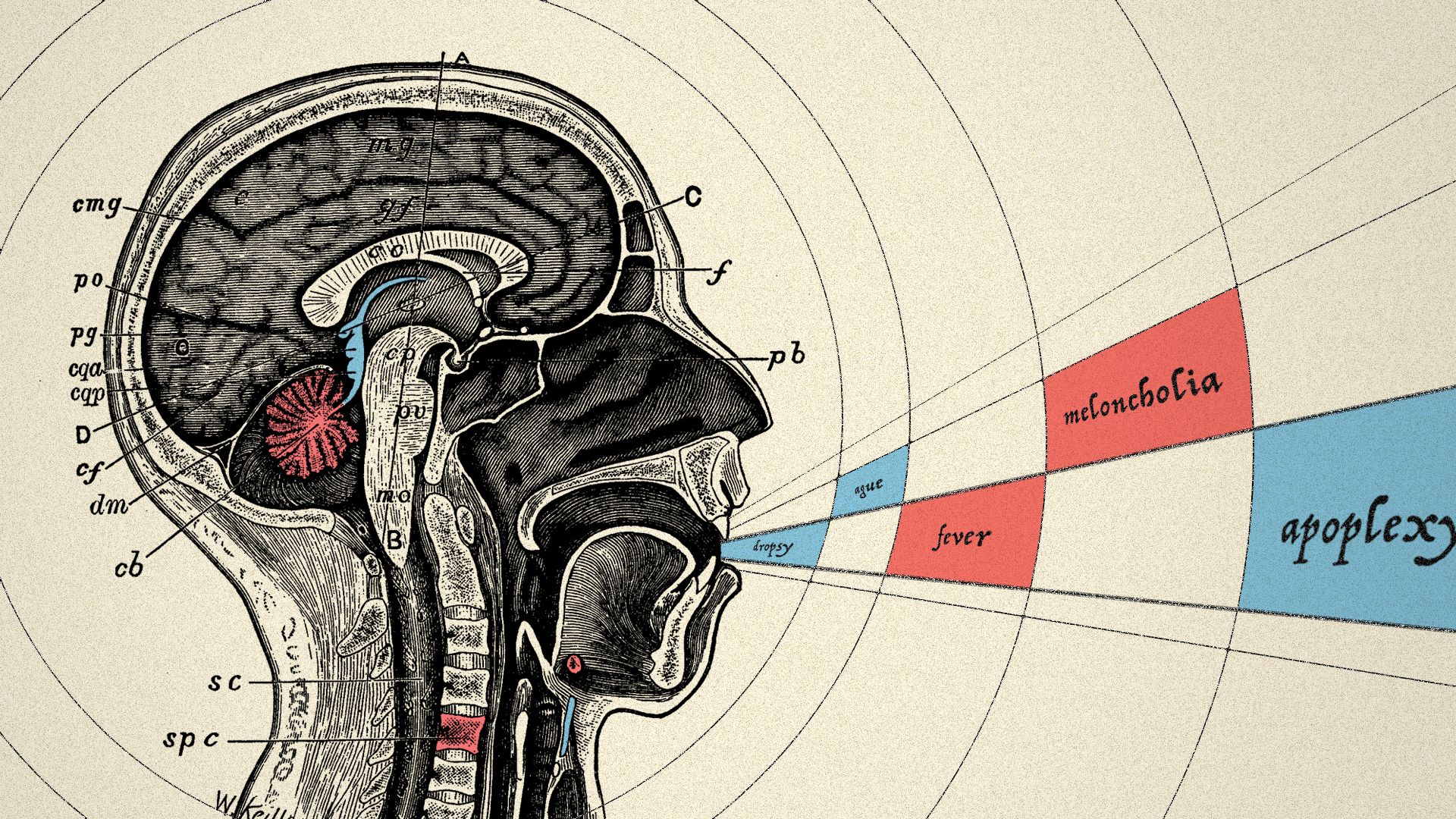 an old-fashioned cutaway illustration of a person speaking
