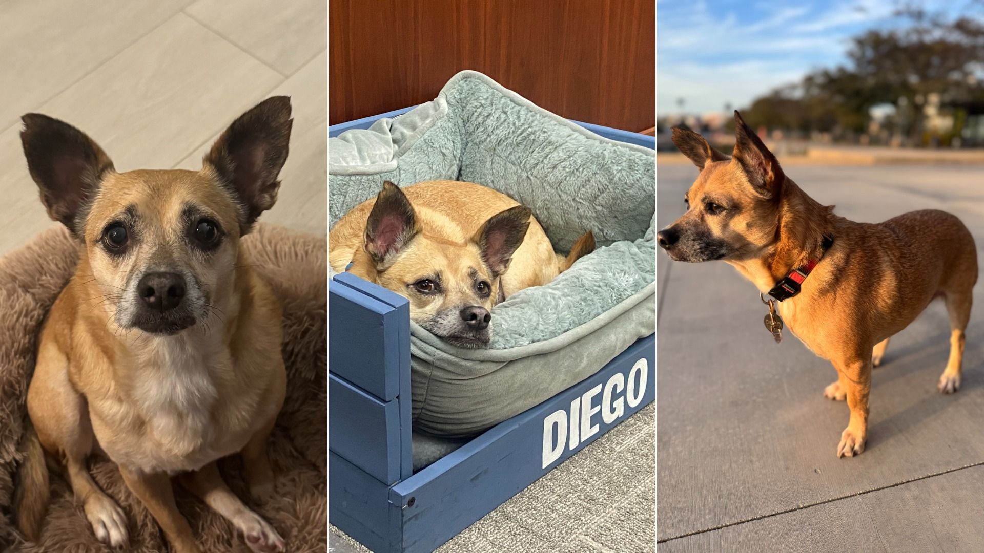 Three images of a small tan dog with white chest and black-tipped ears: sitting on a brown cushion, resting in a blue dog bed labeled "DIEGO," and standing on a sidewalk wearing a red collar.