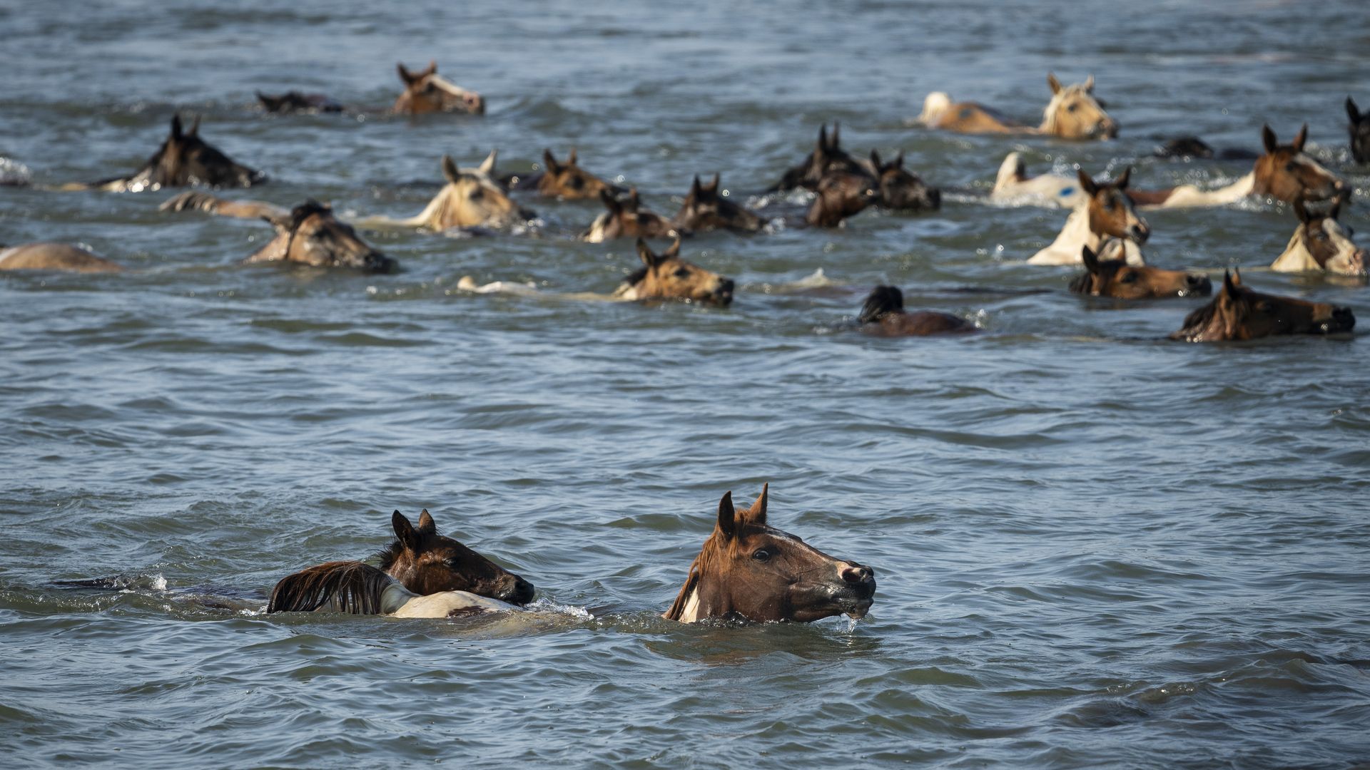A herd of horses swimming in blue water, with two horses prominently in the foreground and many others paddling in the background.