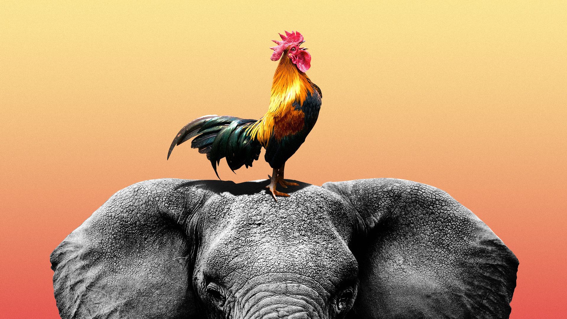 Illustration of a rooster standing on an elephant's head.