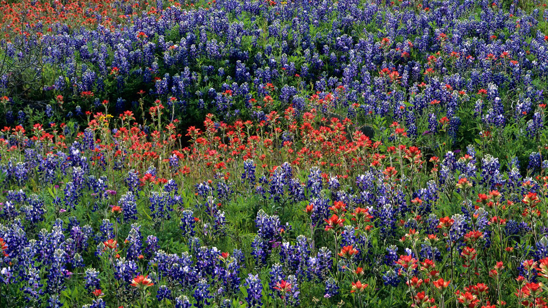 A green field full of bluebonnet and Indian paintbrush blooms.