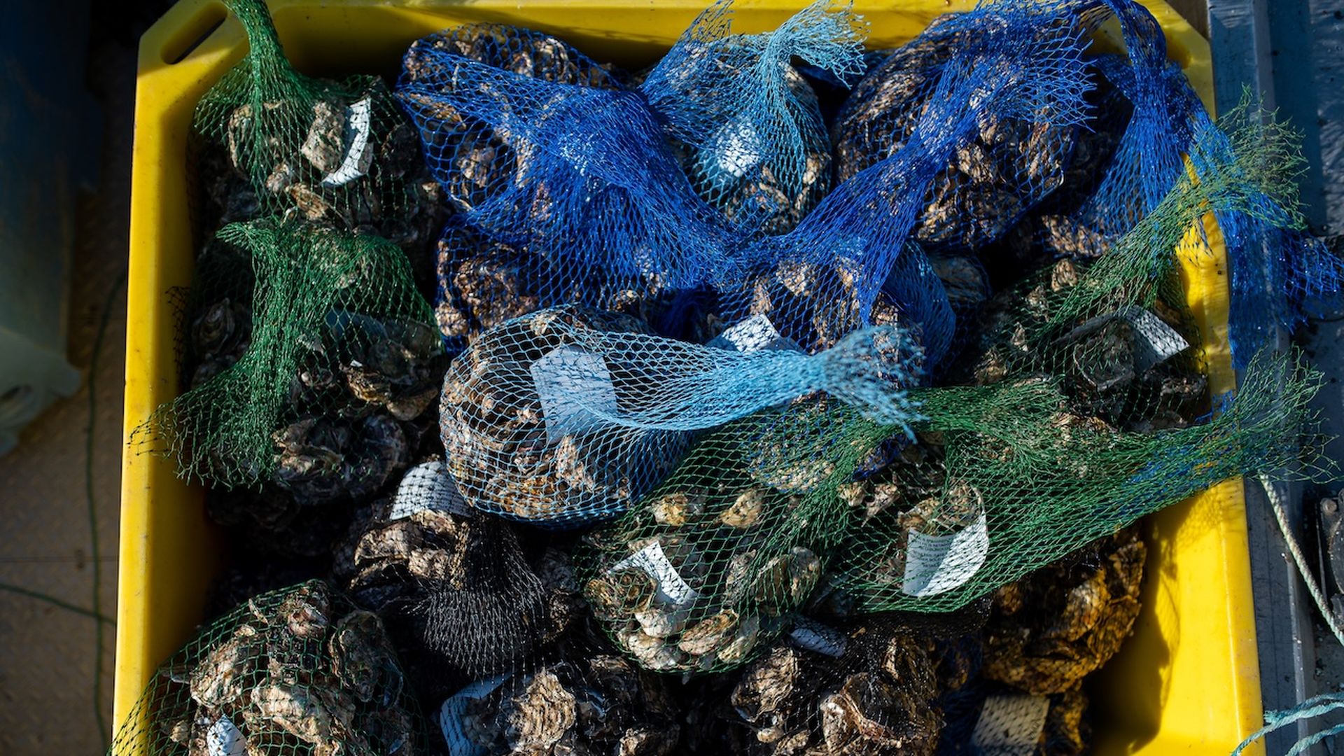 A photo of oysters in blue and green netted bags piled into a yellow storage container.