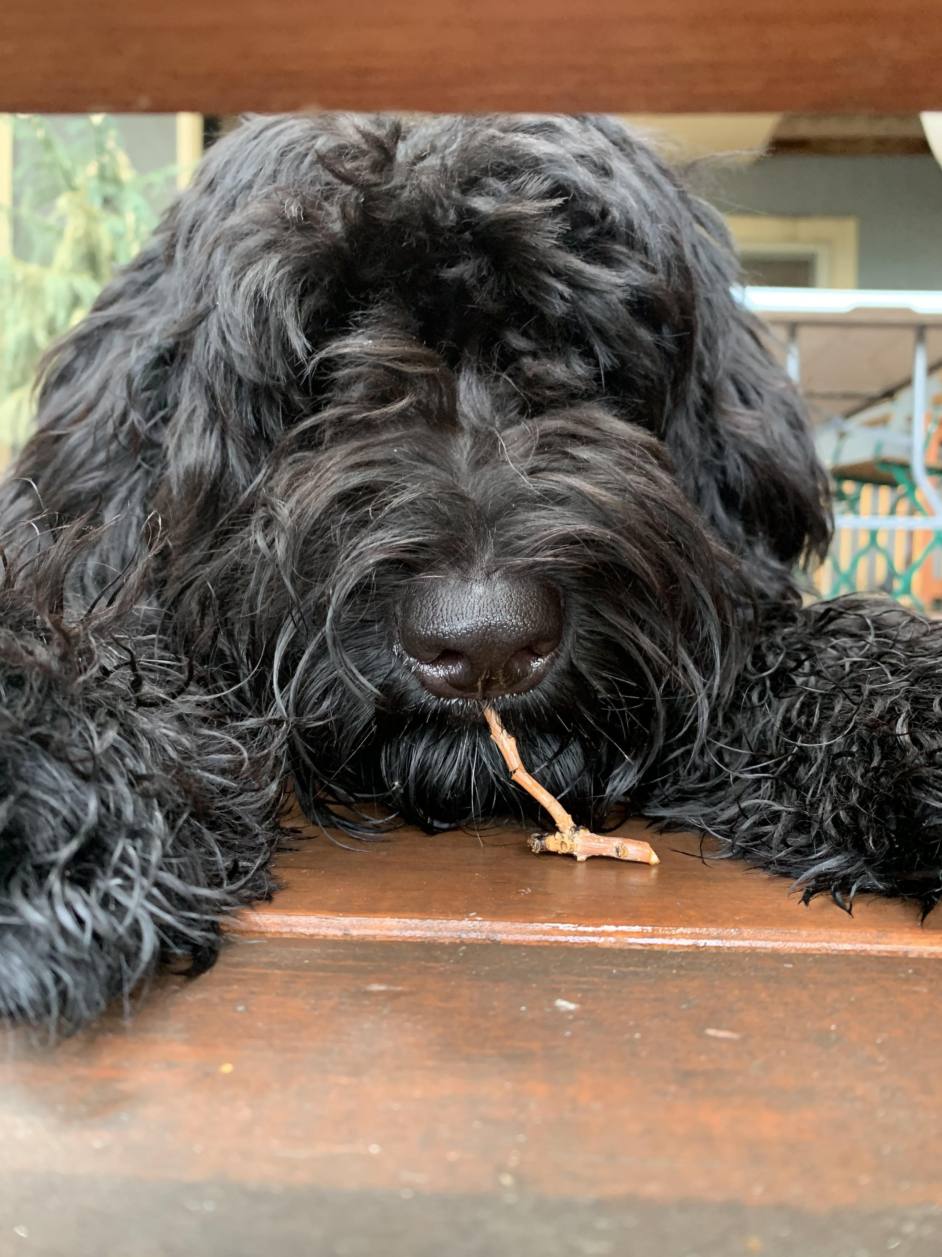 A photo of a black shaggy dog eating a stick