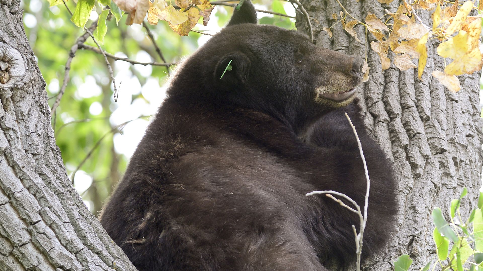 A large black bear sits in the fork of a tree, facing right with its mouth slightly open. Thick dark fur, a green ear tag, rough gray bark, and yellow autumn leaves above.