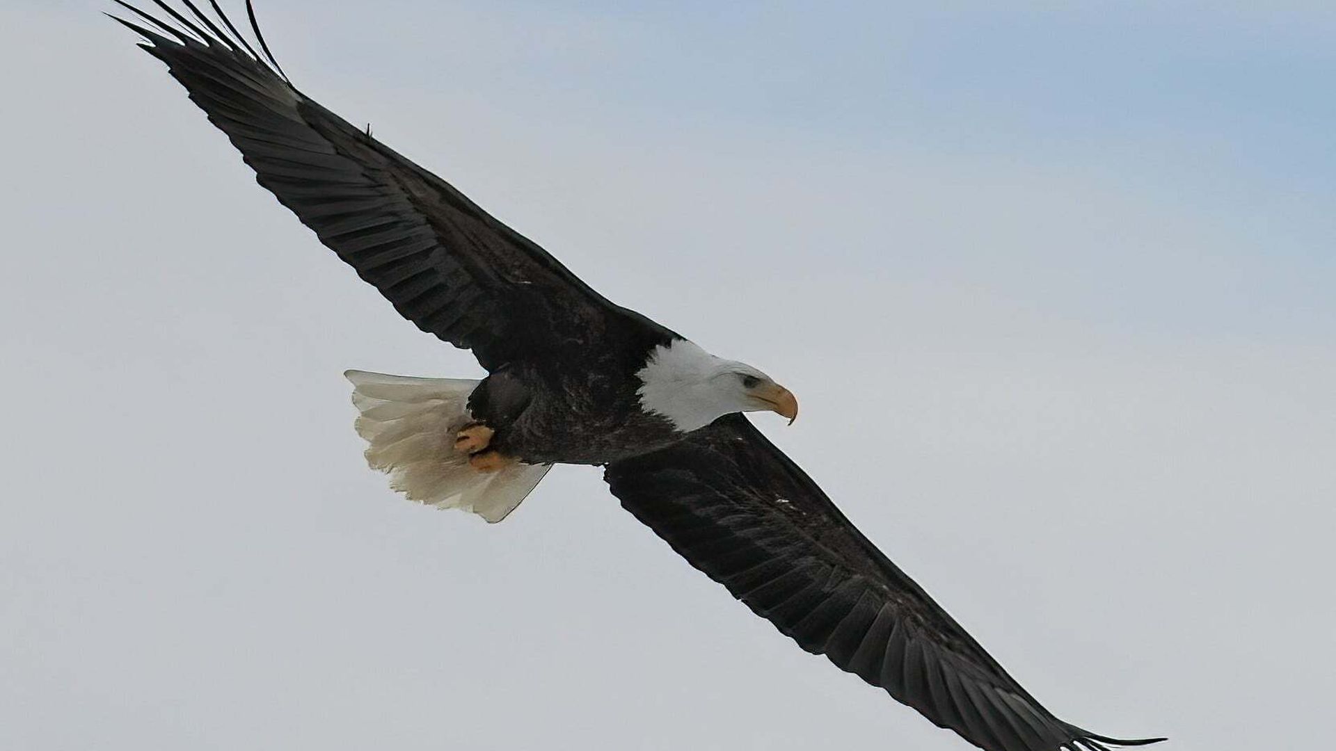 A bald eagle