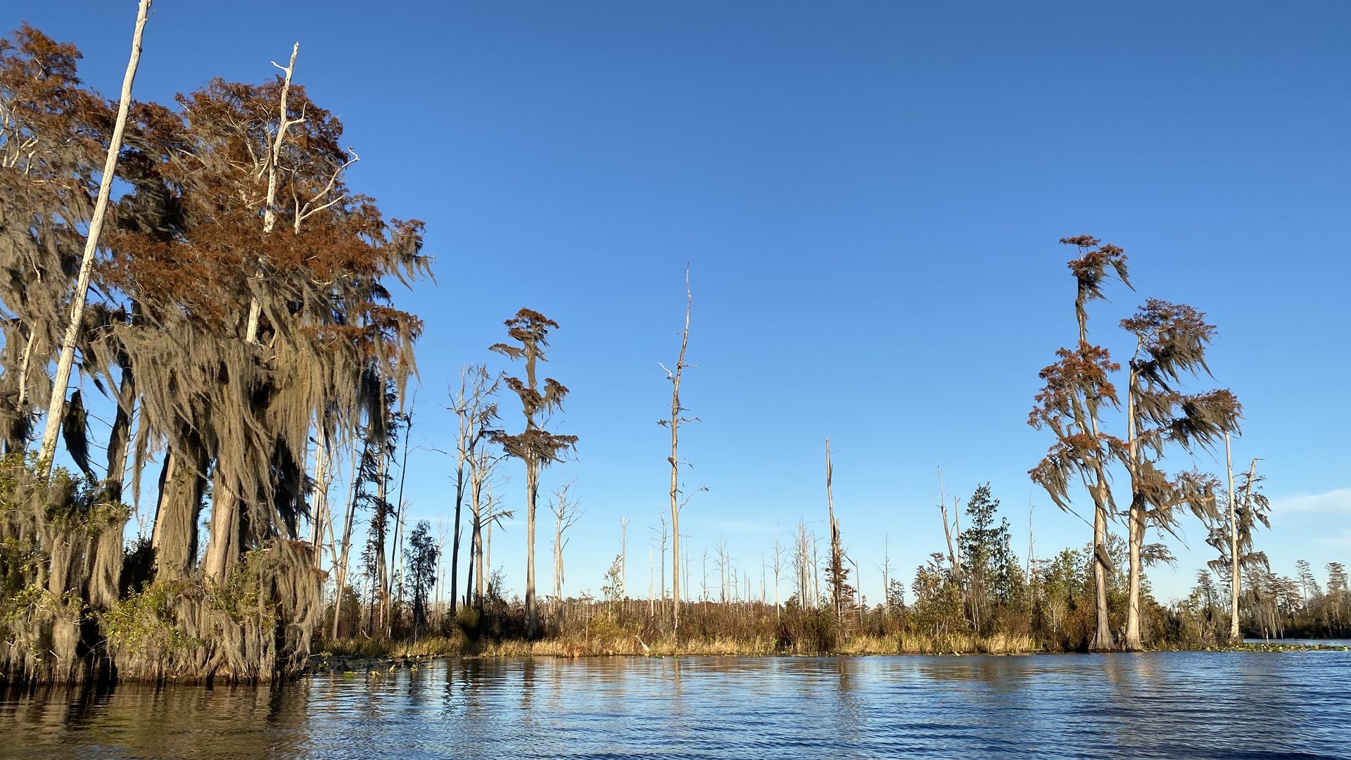 The Okefenokee Swamp