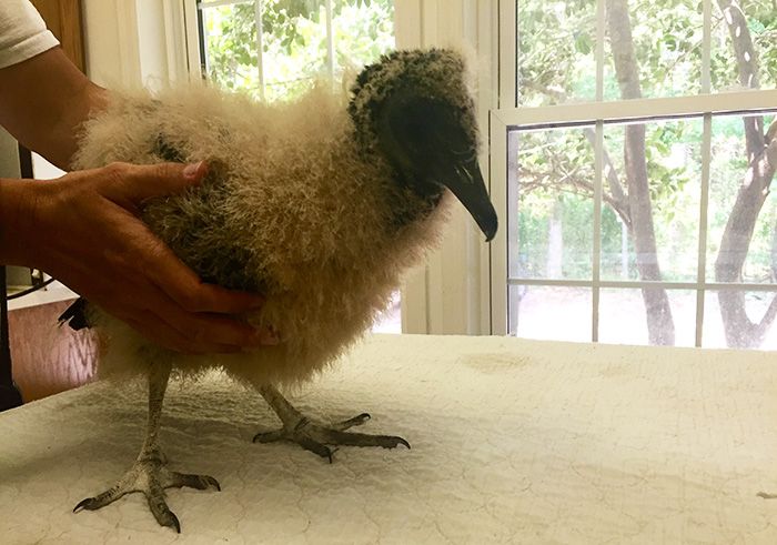 VultureCarolinaRaptorCenter