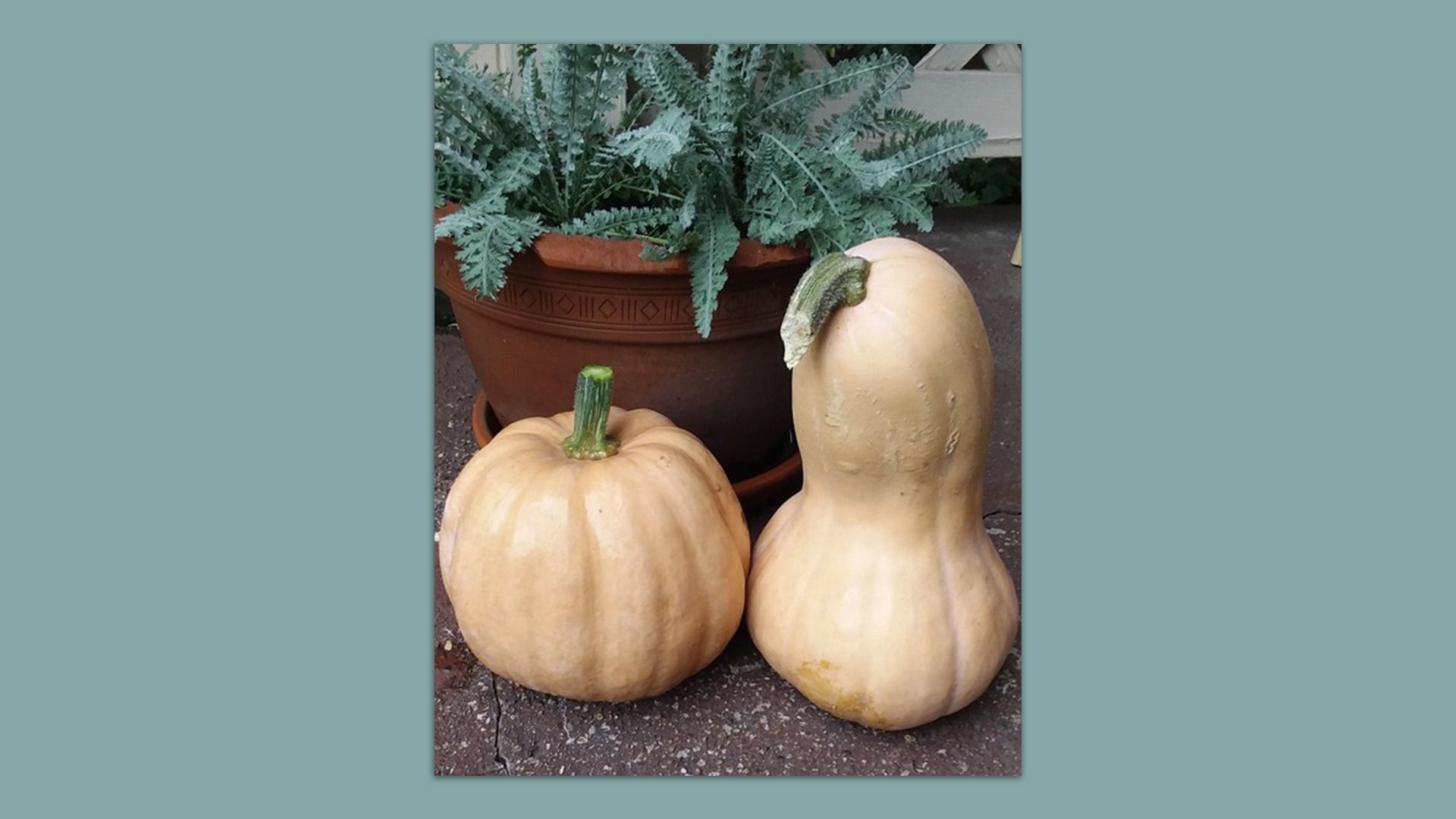 A photo of Ed Fallon's "squmpkins."