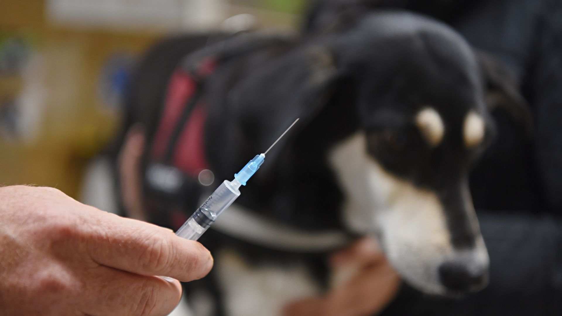 In the foreground, a veterinarian holds a syringe with a vaccination against rabies. A dog with black, white and tan coloring is seen blurred in the background.