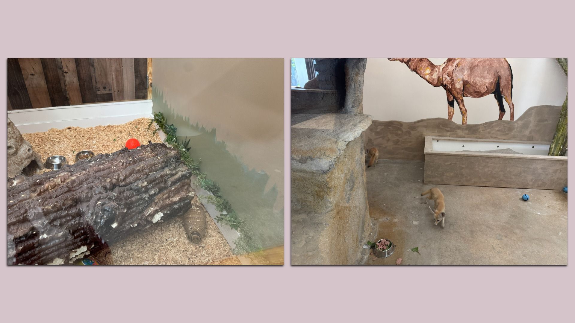 Two-panel indoor zoo exhibit: left shows an armadillo in an enclosure with wood walls, gravel, bowls, and a red ball; right features a rocky barrier, a camel mural, and two small foxes.
