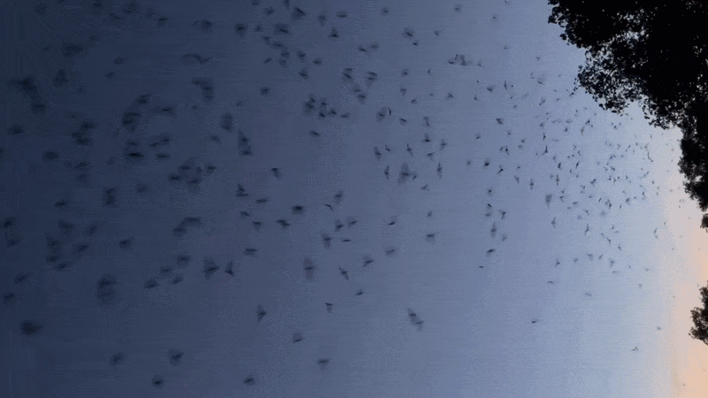 A gif shows a cluster of bats flying overhead at Bracken Cave Preserve, with trees silhouetted in the background at dusk against a darkening blue sky.