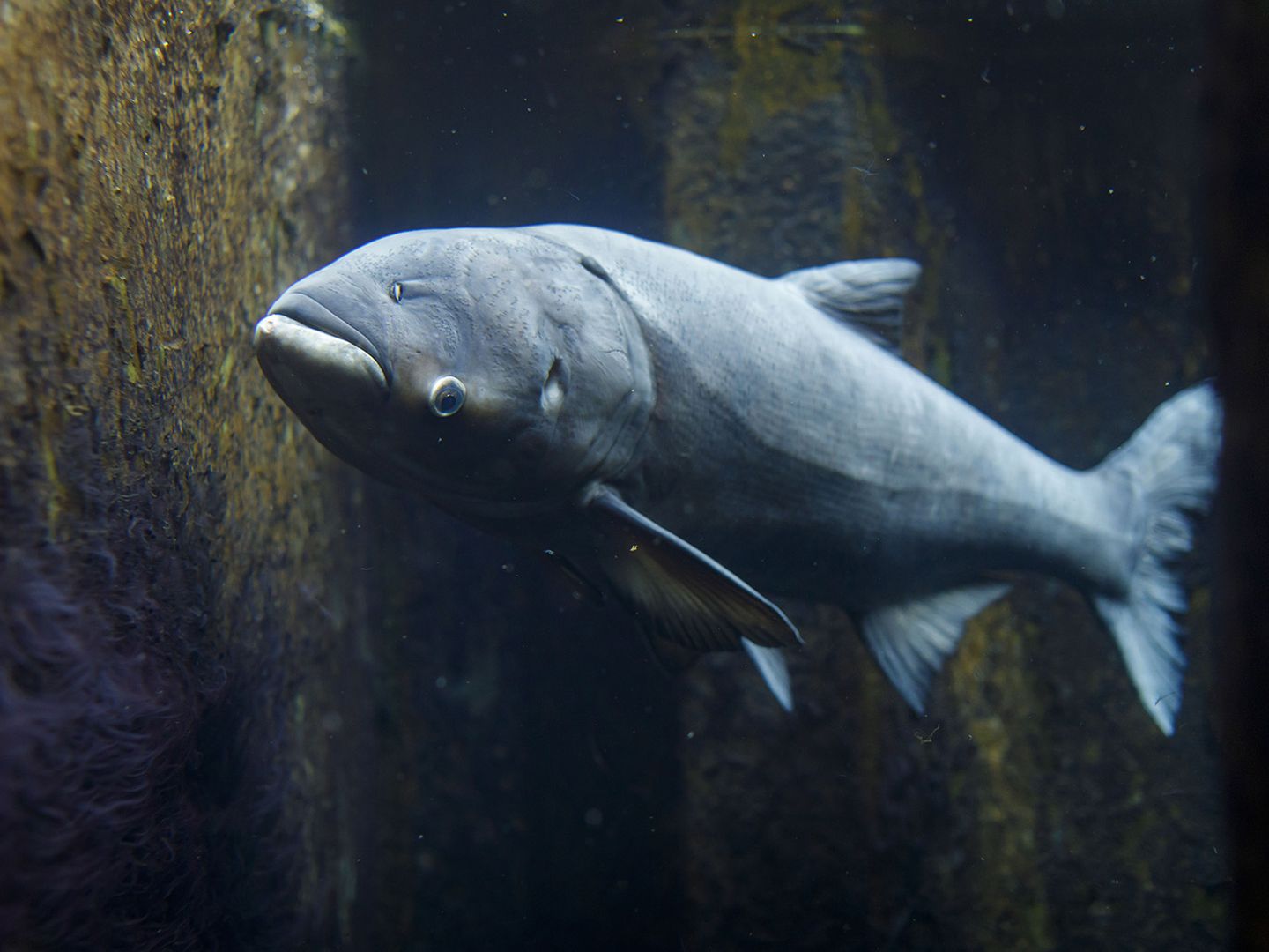 Asian carp re-named Copi to encourage its consumption - Axios Chicago, image size:1440x1080