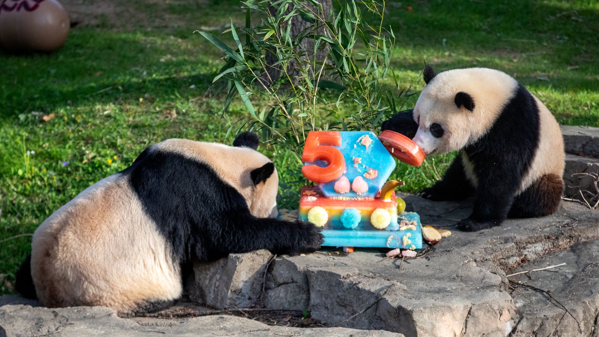 Pandas are seen eating an ice cake on the 50th anniversary of China's gift of the animals to the United States.