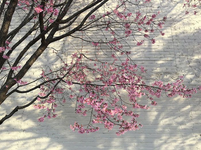 cherry-blossom-tree