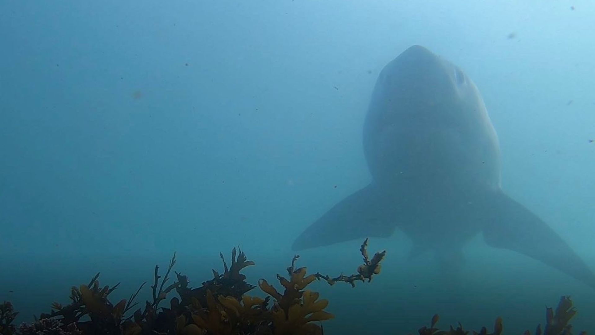 Underwater scene with a large, blurred silhouette of a sea creature with broad fins swimming above a bed of kelp in blue, hazy water.