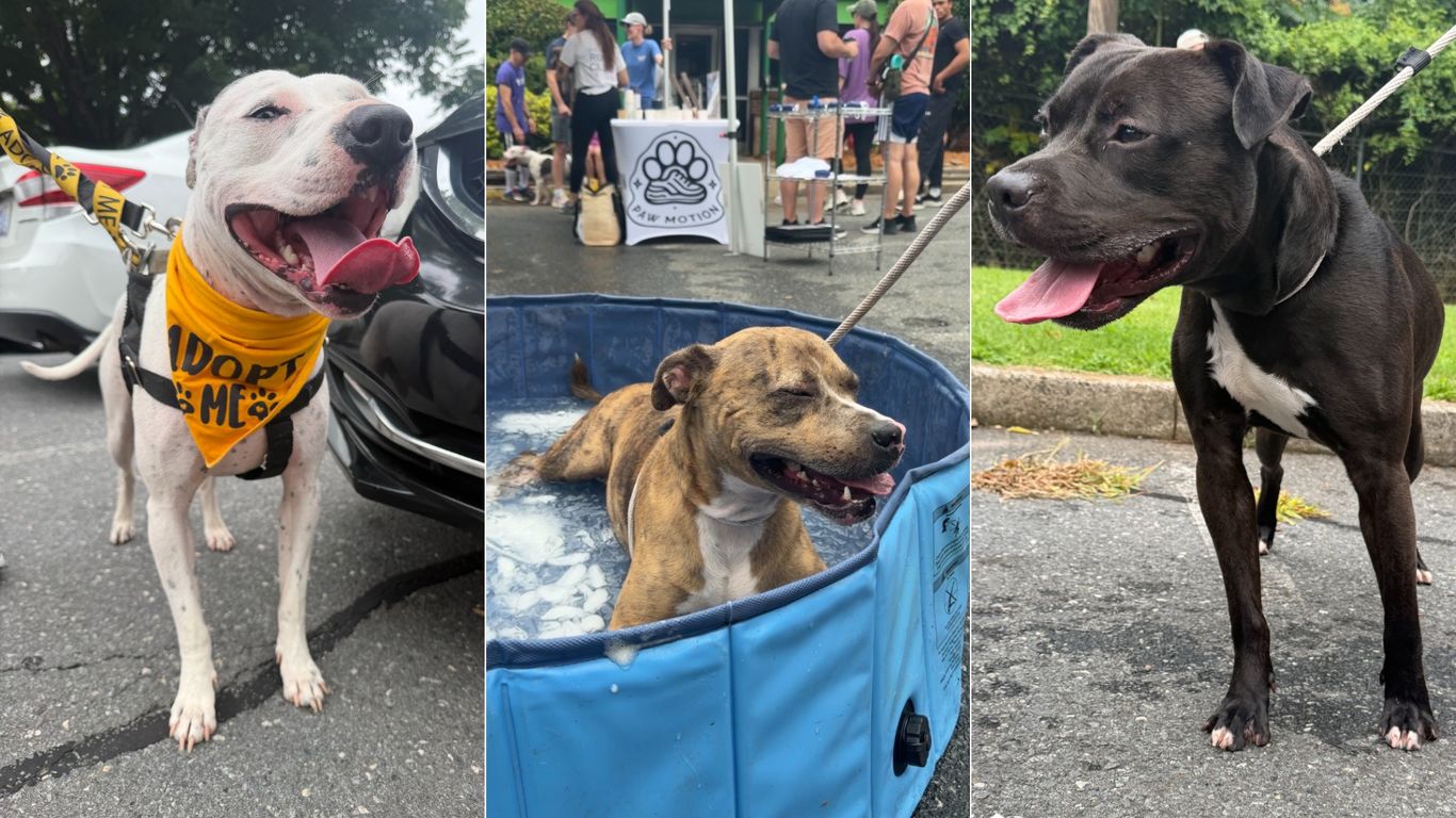 You can take a Charlotte shelter dog for a Sunday run
