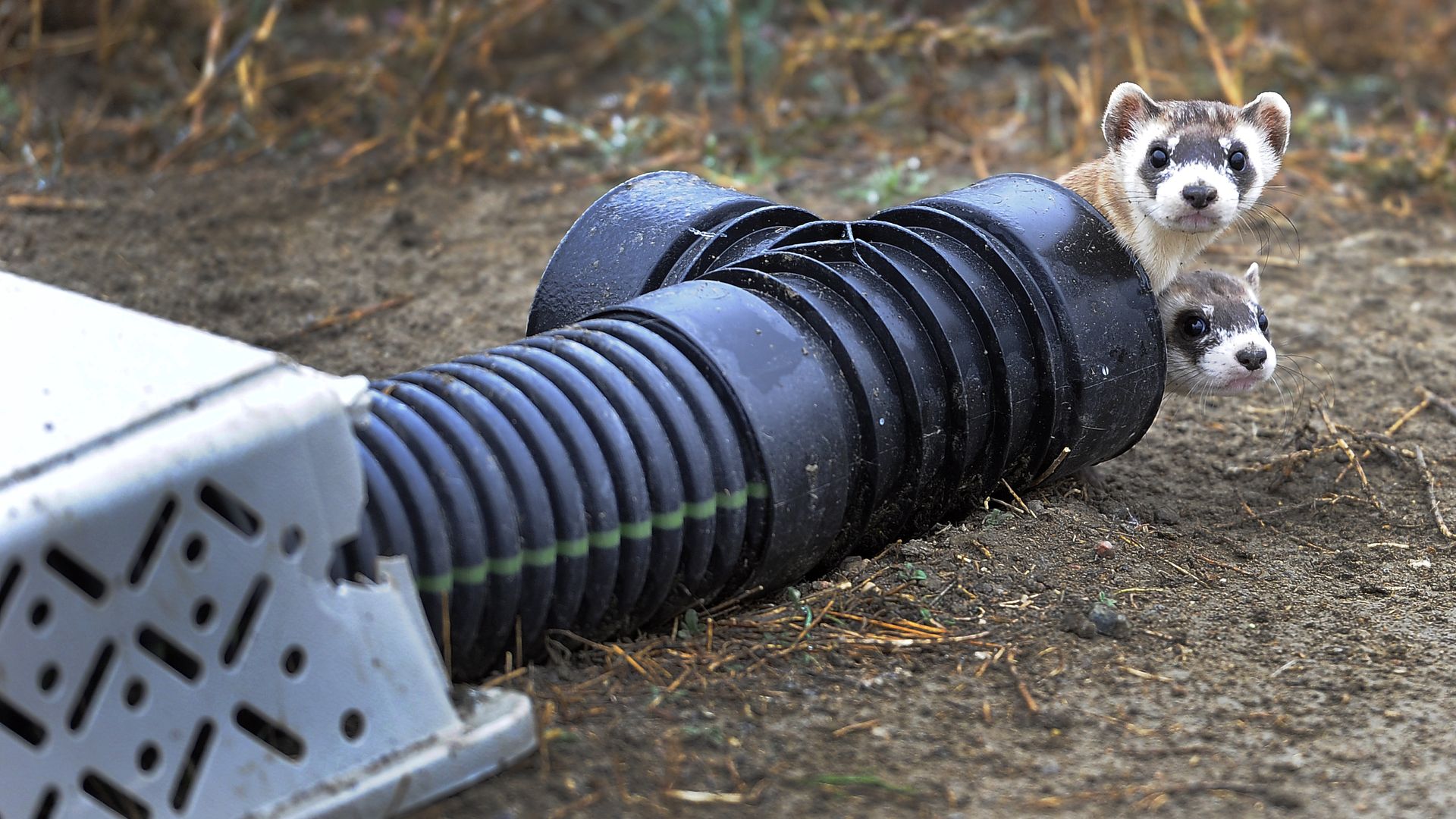 Two small ferrets stick their heads out from a black tube. 