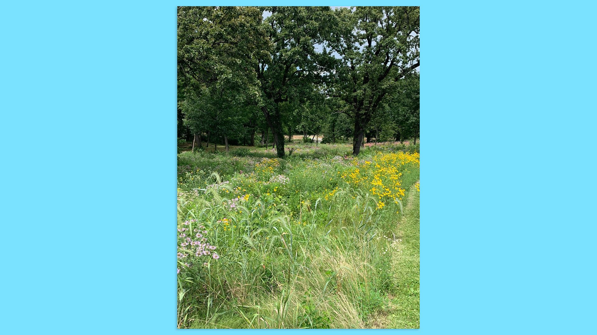 A photo of prairie at Pioneer Park in Des Moines.