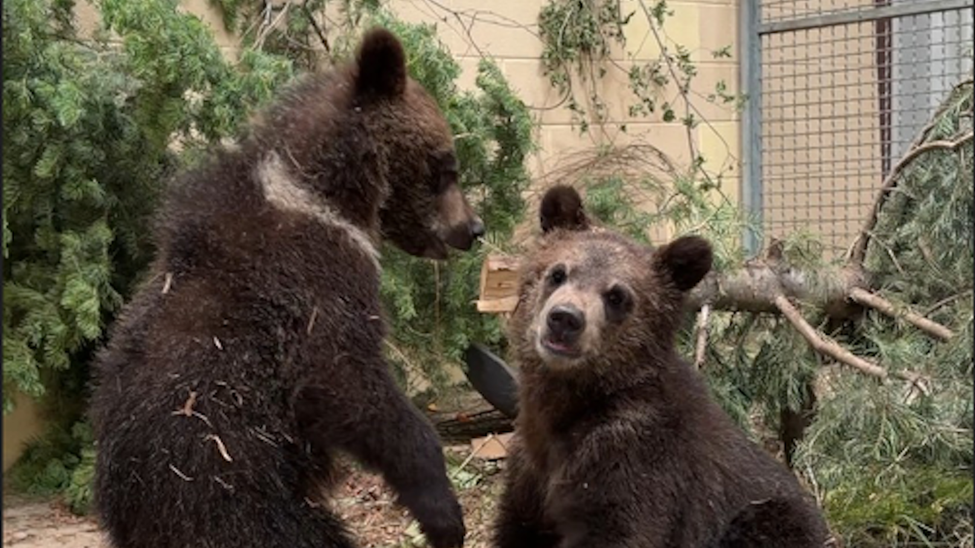 Two baby grizzly bears play at the zoo.