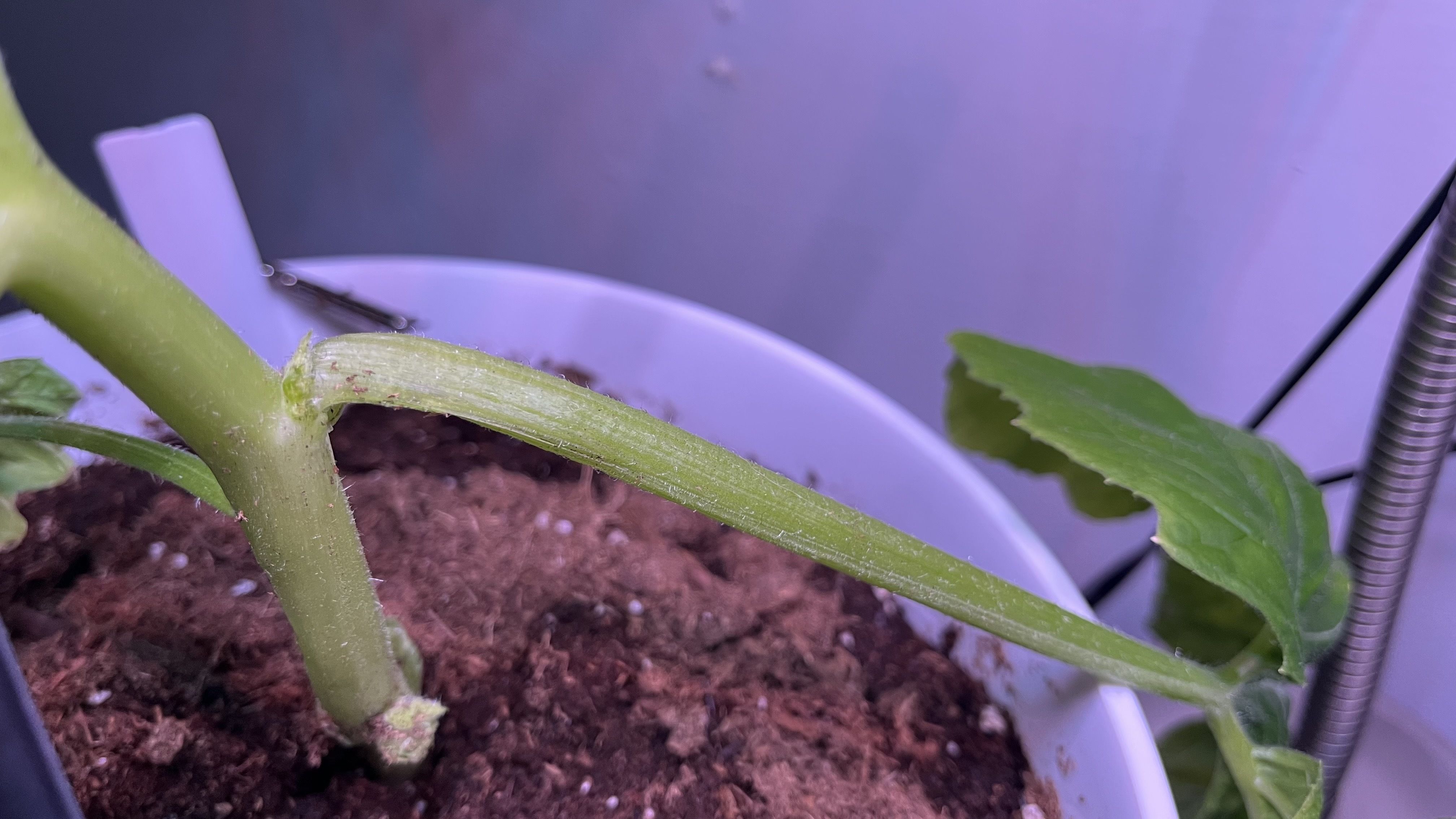Close-up of a green plant stem in a pot, with a torn leaf edge and tiny hairs on the stem. Brown soil, purple LED light, a white pot rim, and a metal coil on the right.