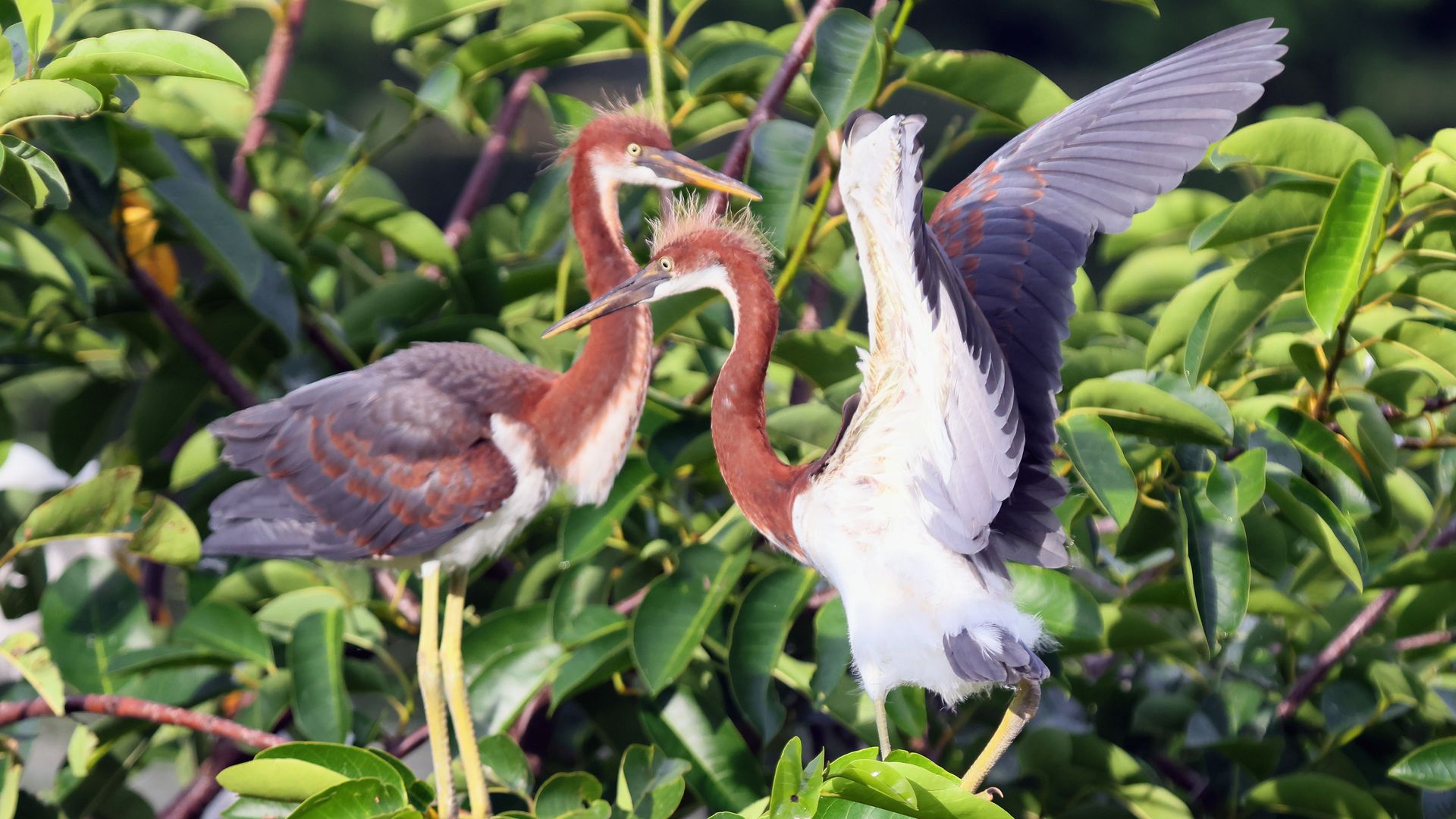 Two tricolored heron sit in a tree at the Wakodahatchee Wetlands on May 13, 2021 in Delray Beach, Florida.